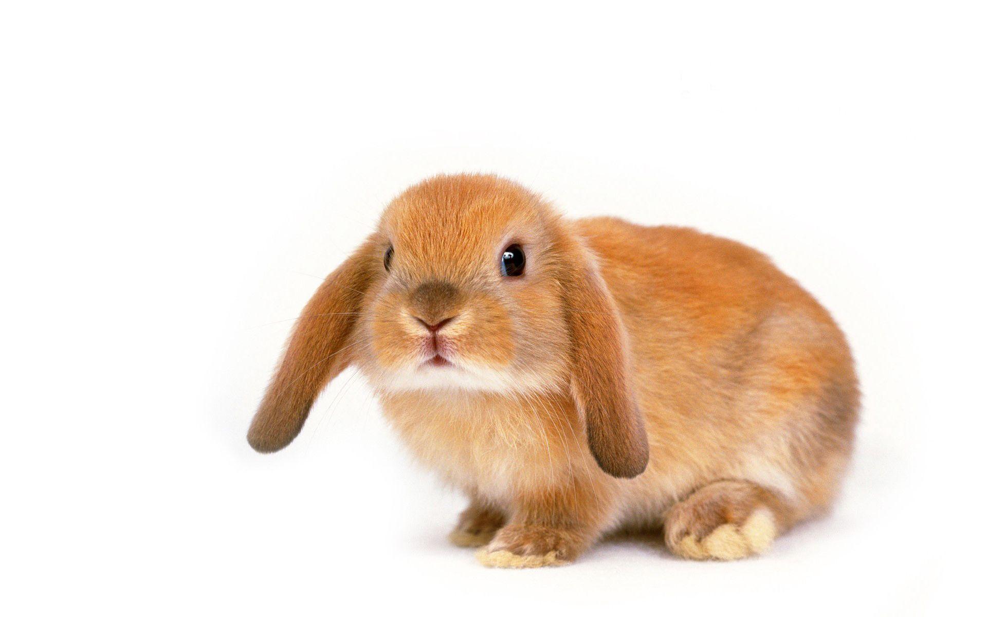 Cute Bunny desktop wallpaper