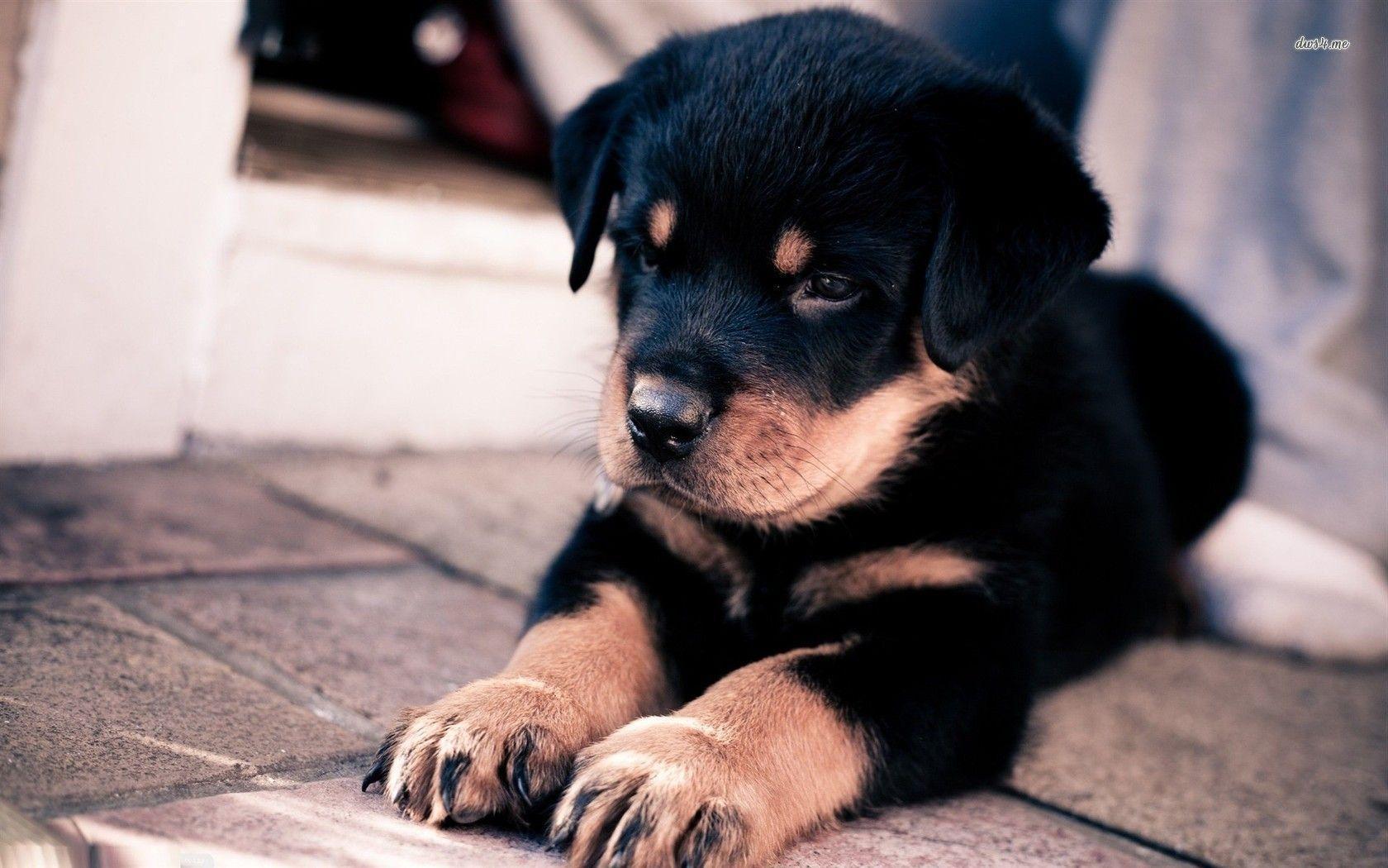 Rottweiler puppy wallpaper wallpaper - #