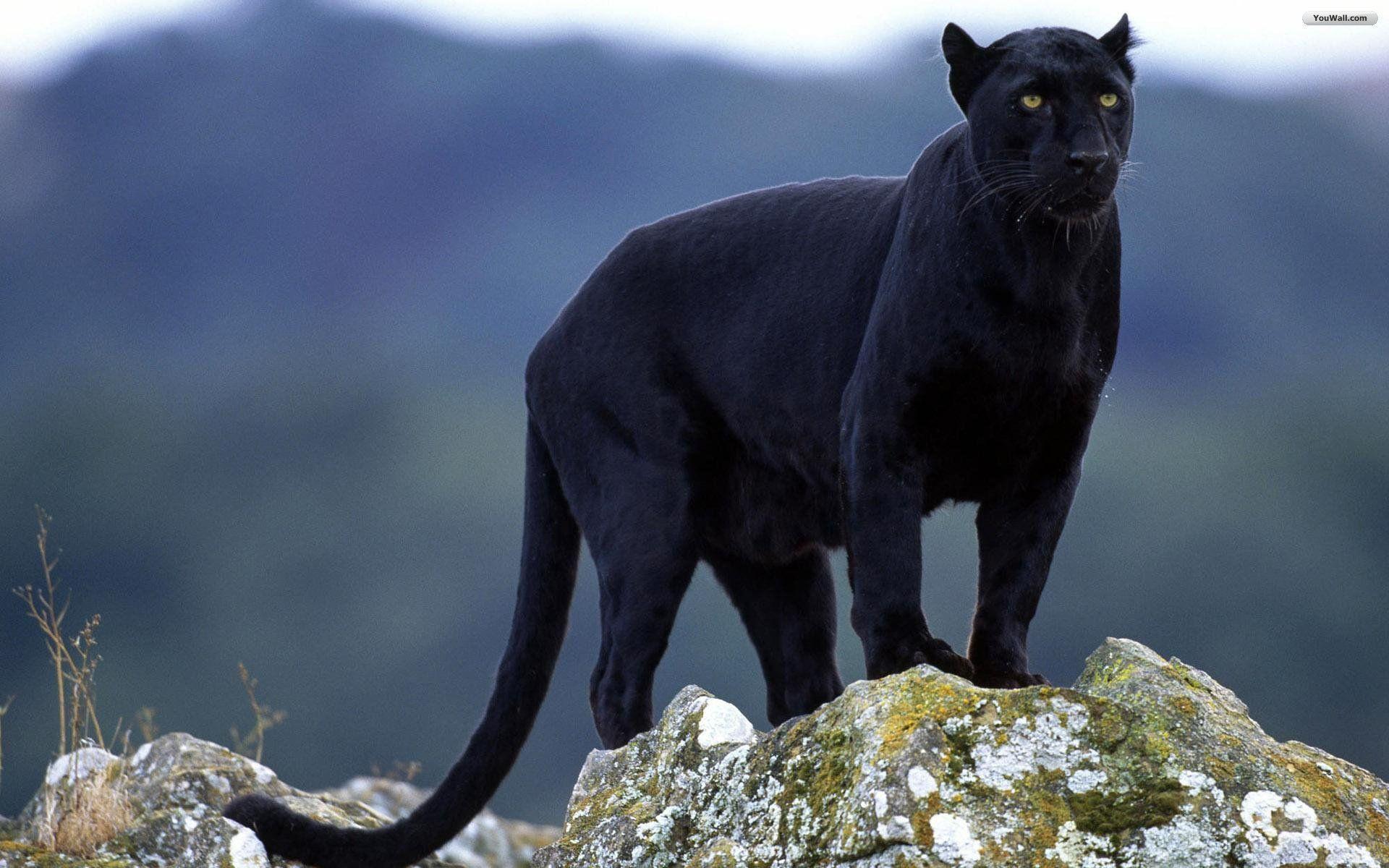 Black Jaguar Animal Wallpaper For Desktop