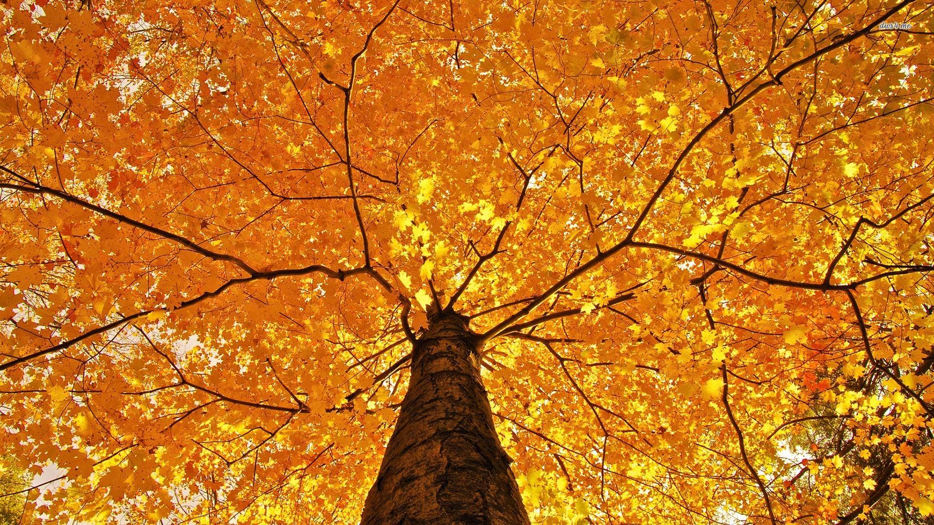 16564 Autumn Tree 1920x1080