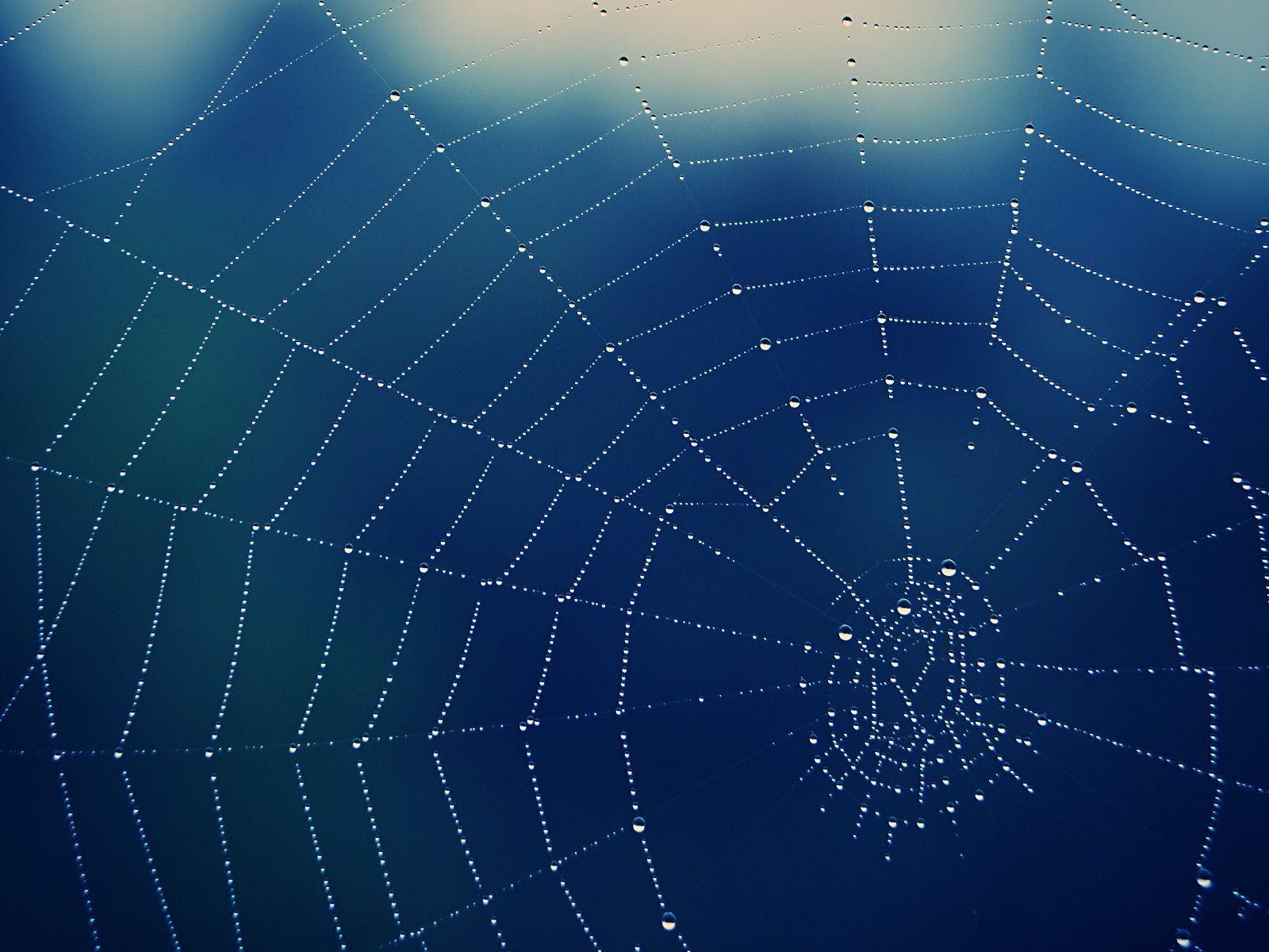 Free Image Background, Spider Web, Water Drop
