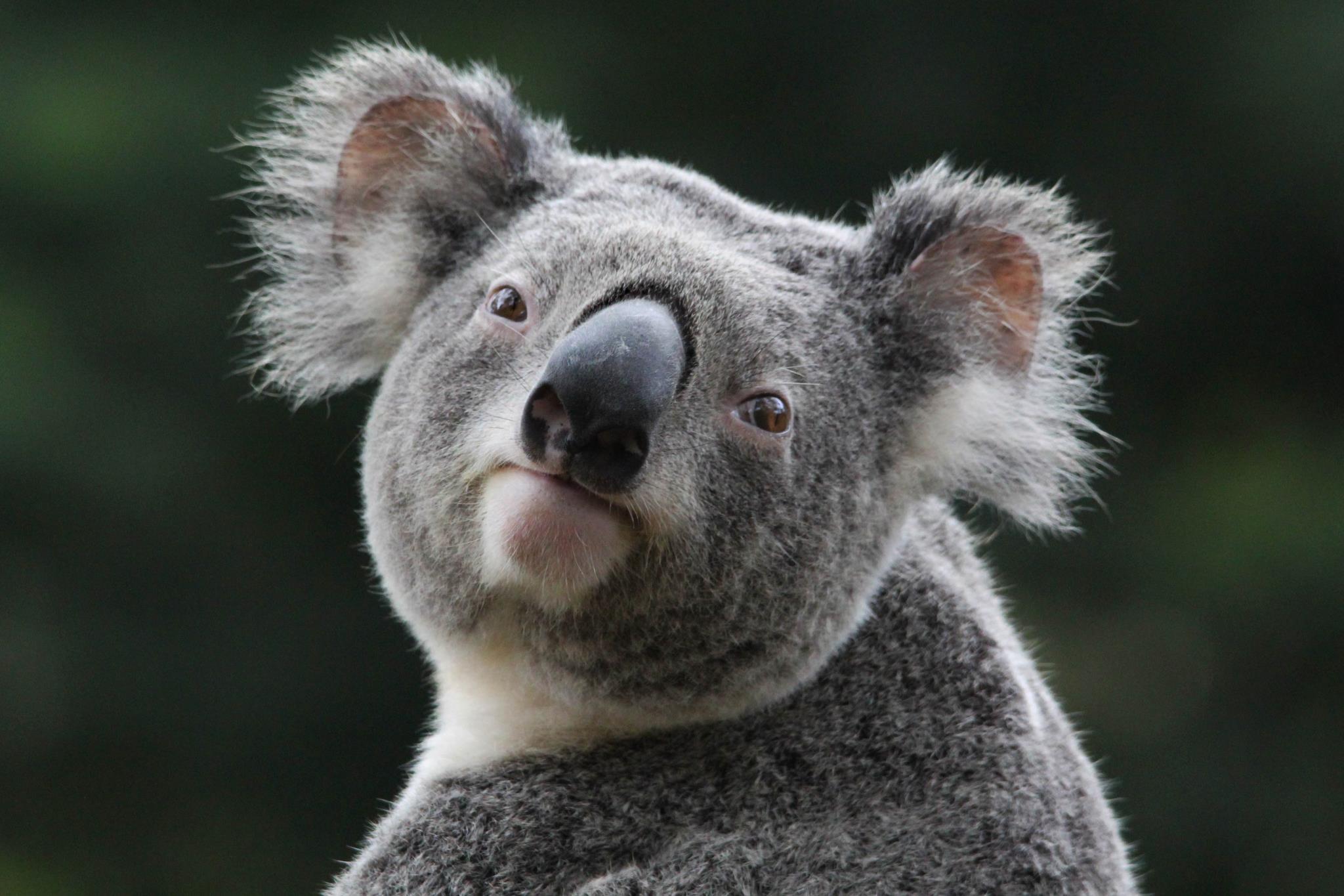 Wallpaper For > Cute Koala Wallpaper