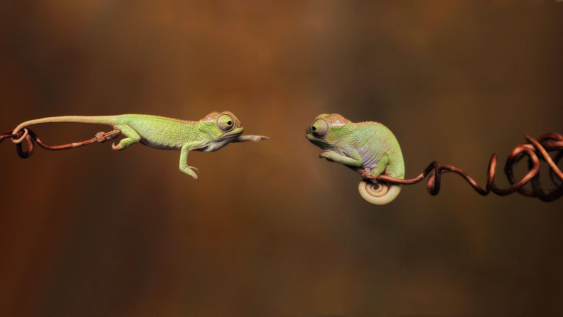 Reptiles Desktop Wallpaper. Reptiles HD Image