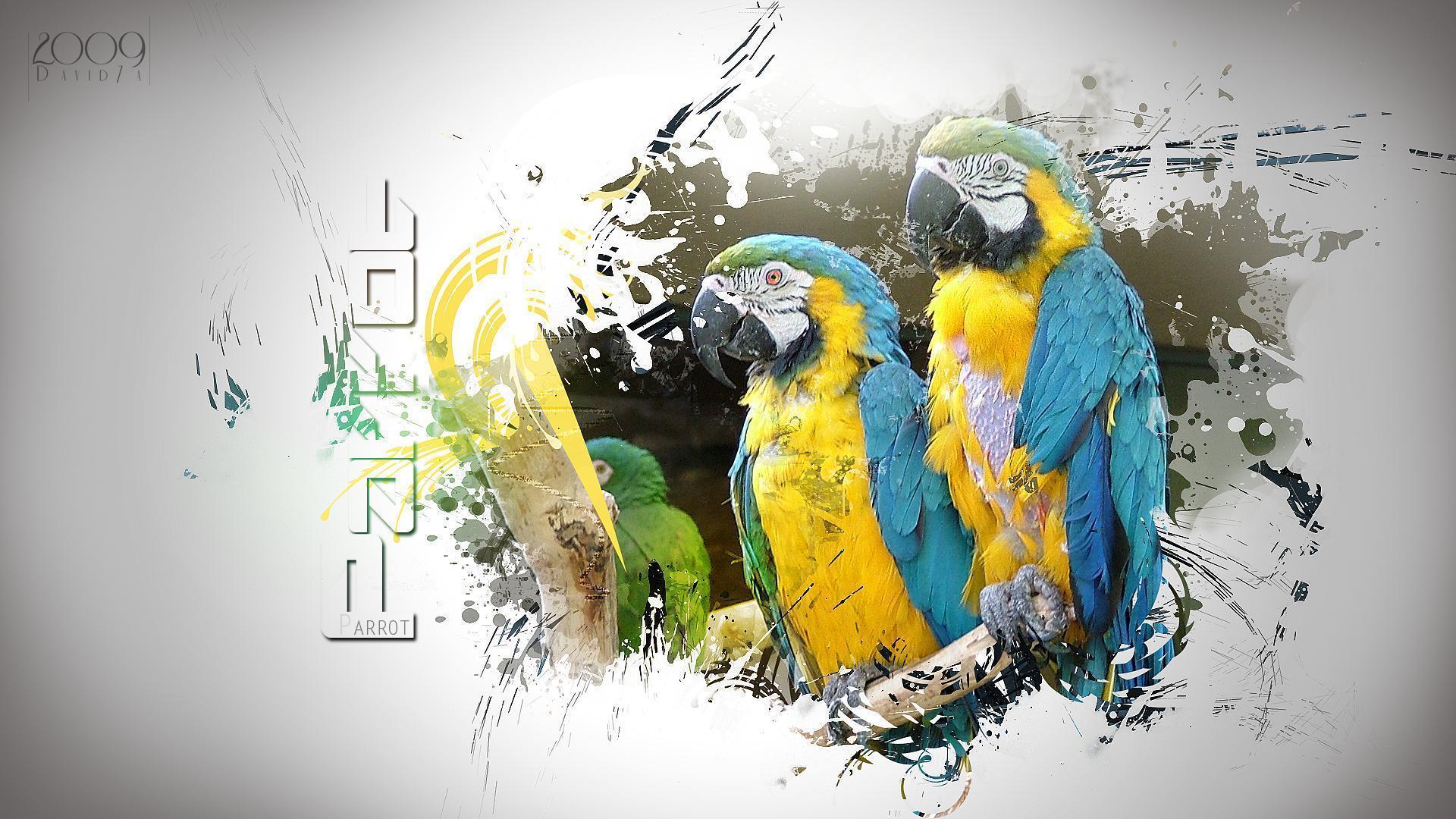 Papağan HD masaüstü resimleri HD Parrot Wallpaper