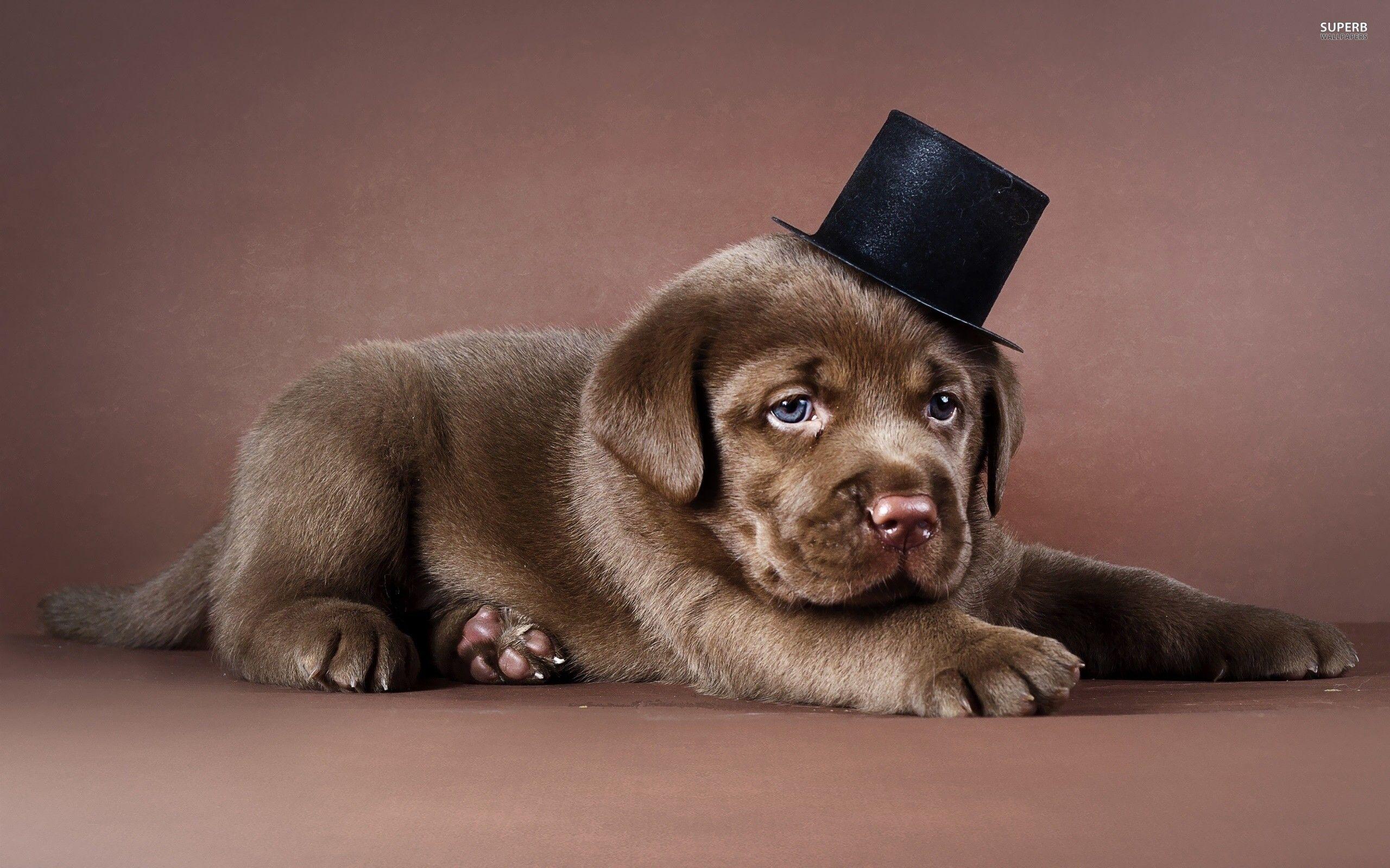 Related Picture Chocolate Labrador Dog Wallpaper Dog Wallpaper