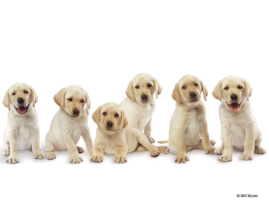 Picture Of Labrador Pups 16152 Wallpaper: 1024x768
