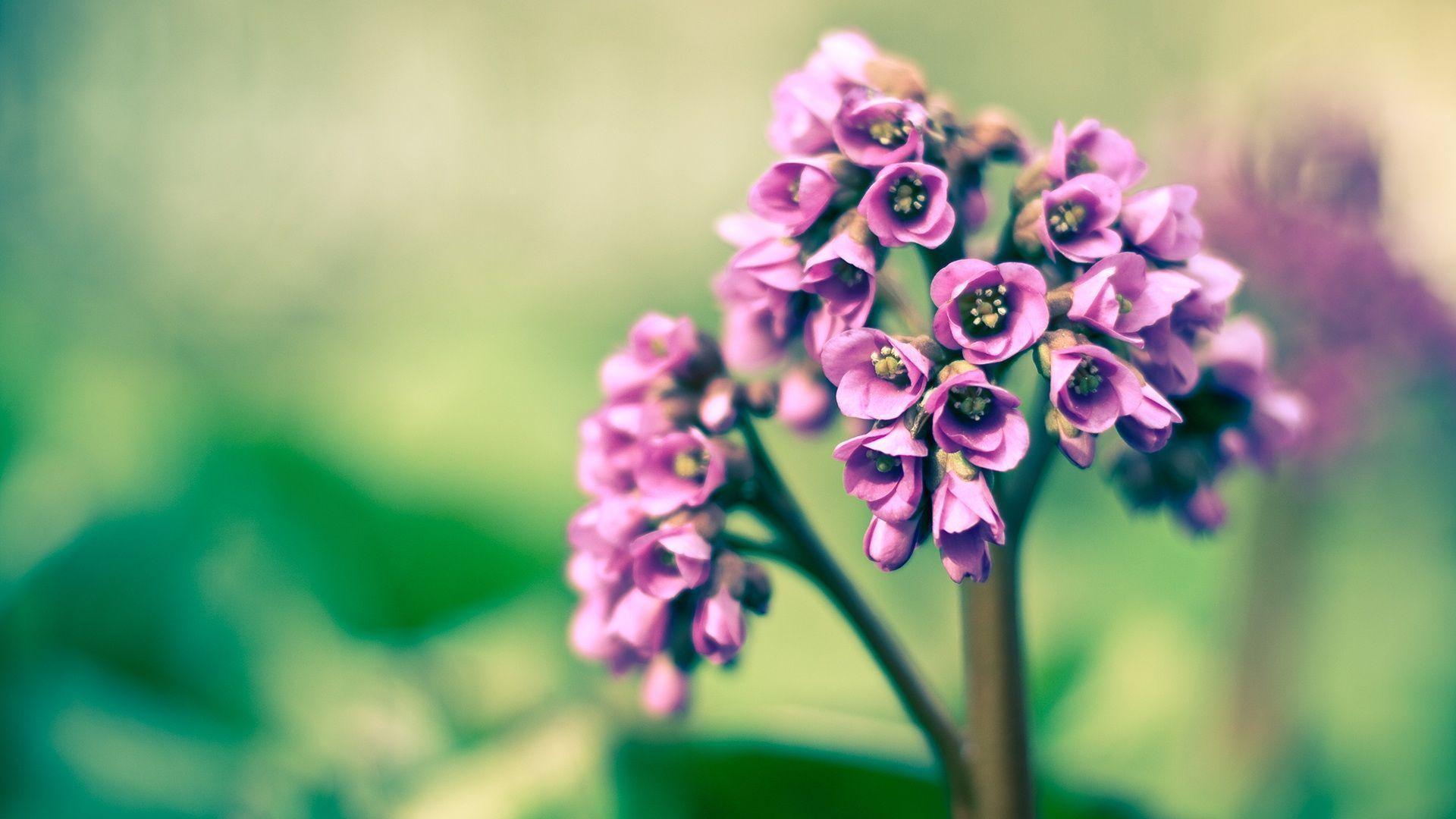 Purple Spring Lover Flowers Desktop Wallpaper