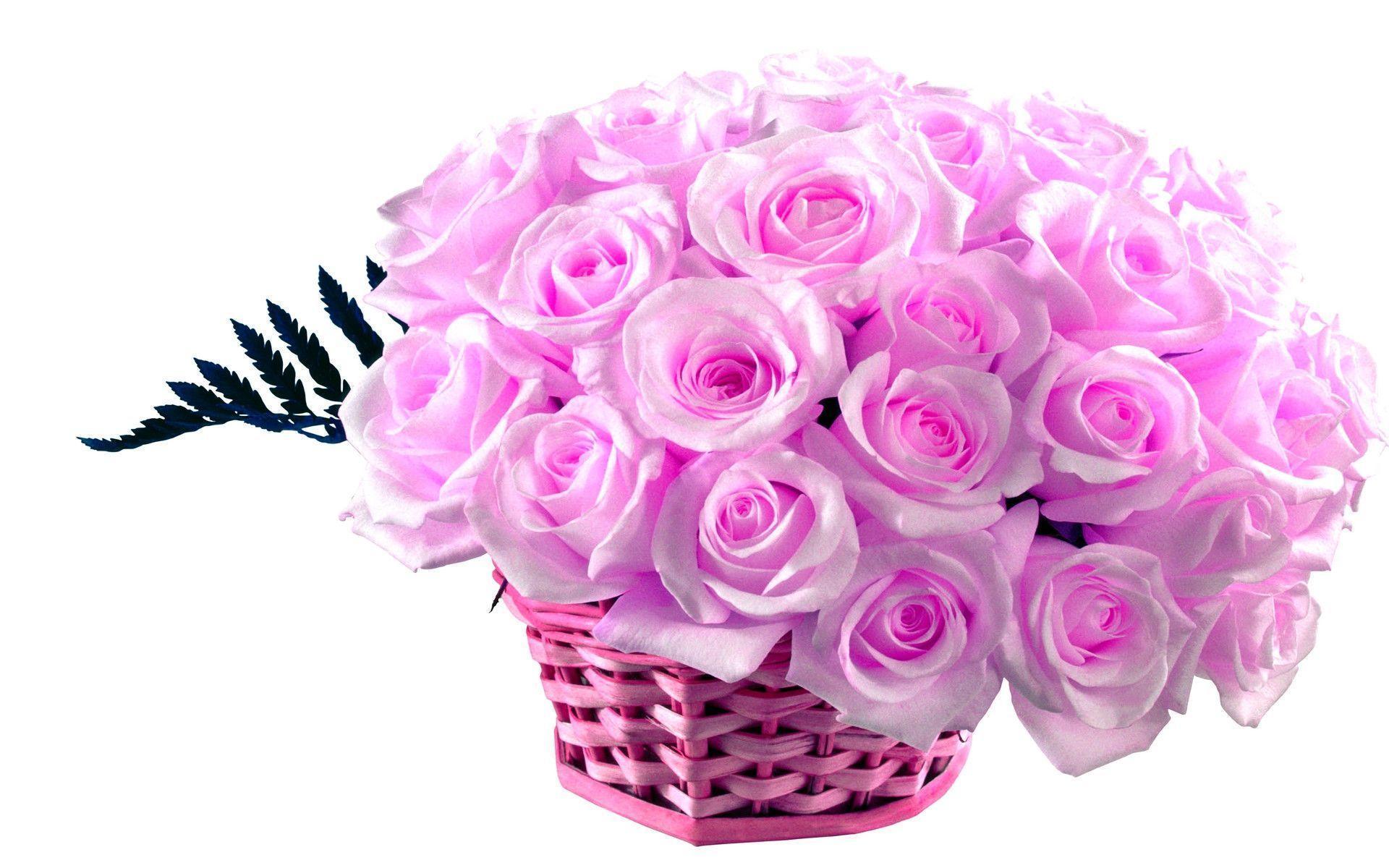 image For > Pink Roses HD Wallpaper