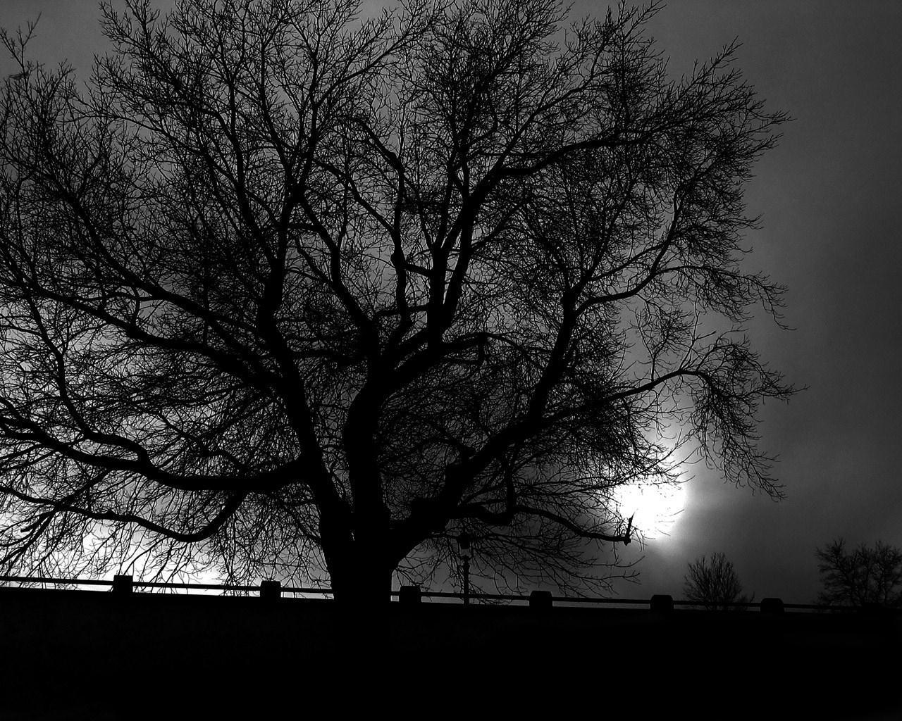 Tree in darkness free desktop background wallpaper image