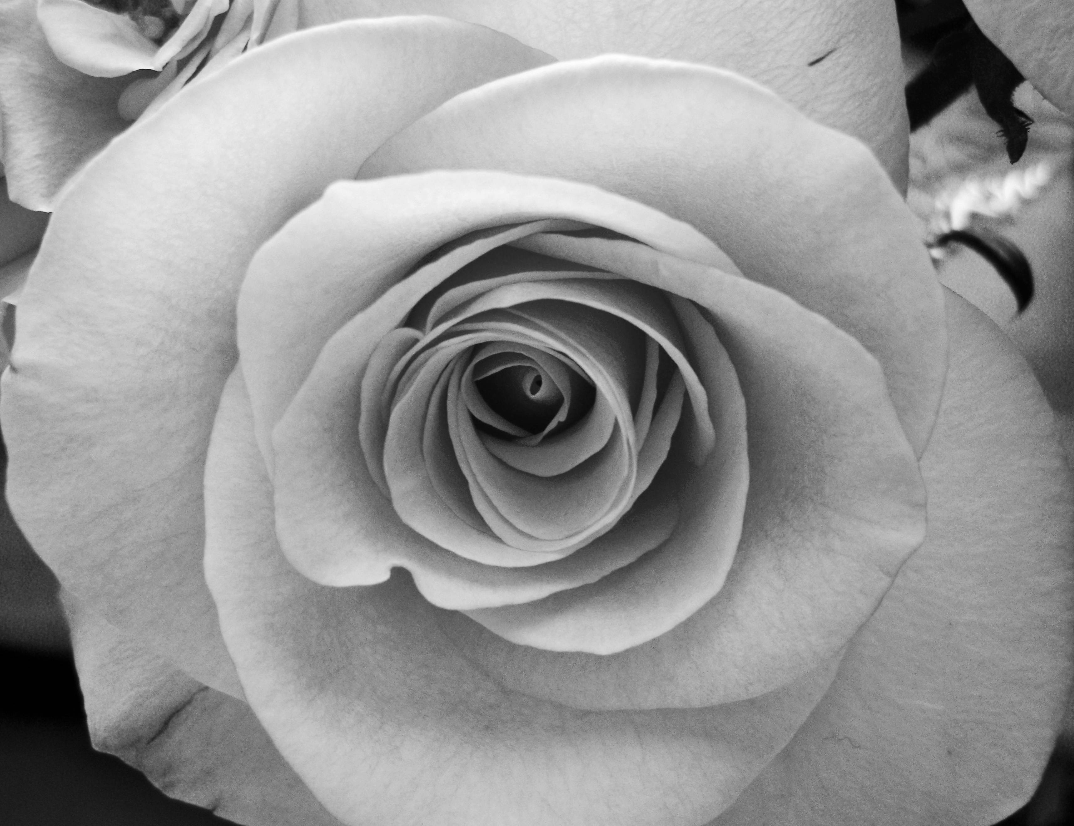 Wallpaper For > Black And White Rose Wallpaper