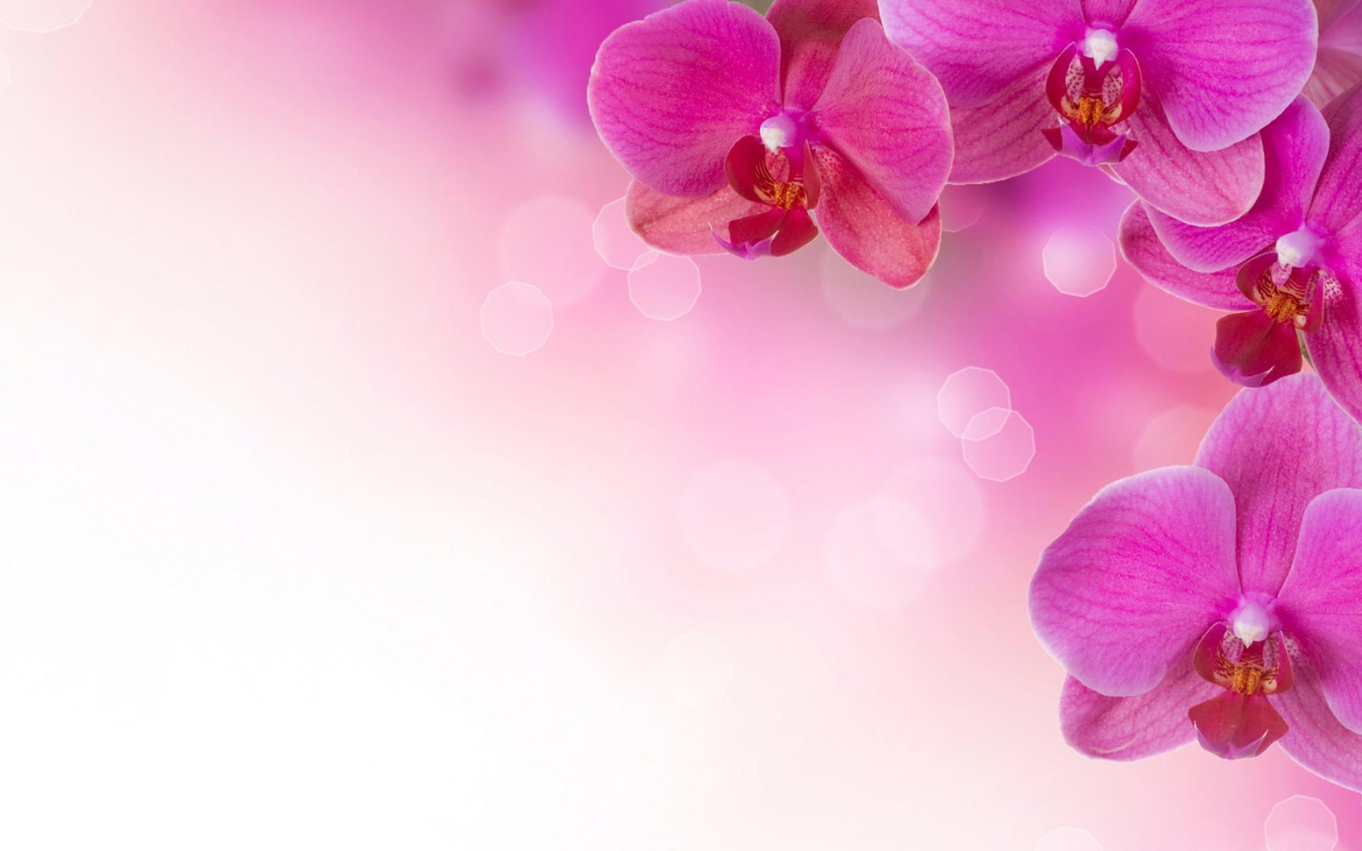 Wallpaper For > Pink Flower Background Designs
