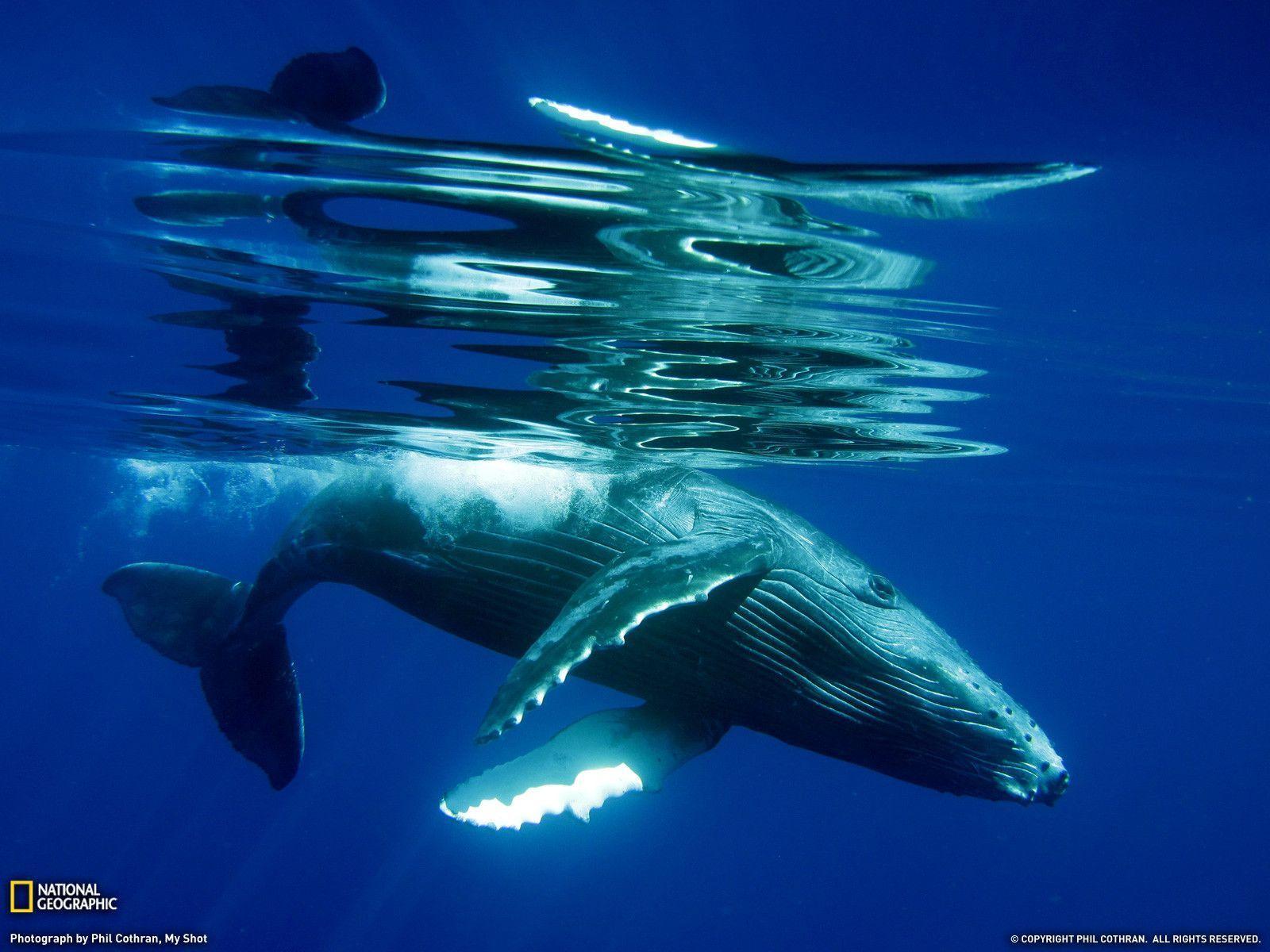 Humpback Whale Calf Photo, Animal Wallpaper