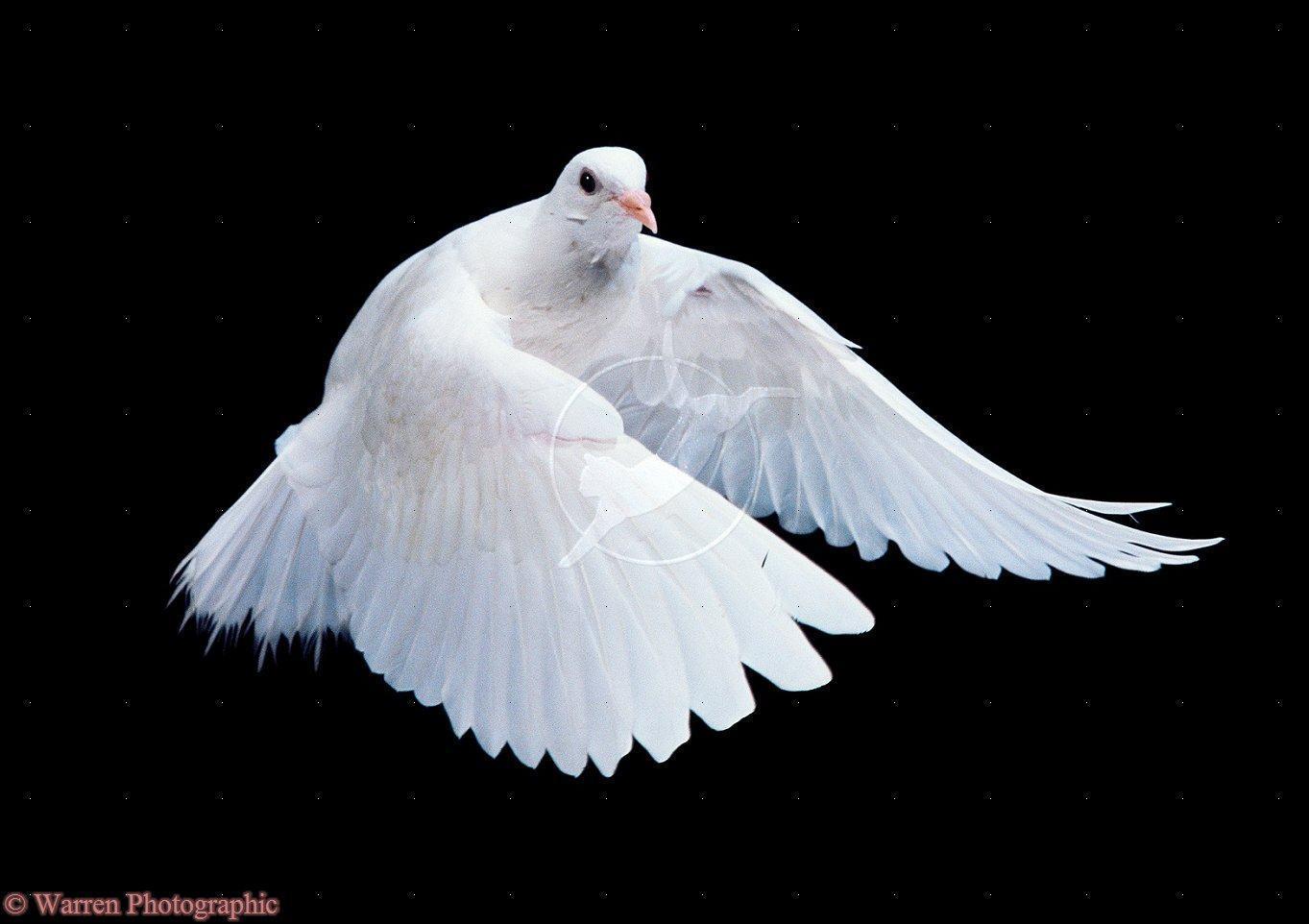 WP21520 white dove carries olive branch peace HD Wallpaper & Bac