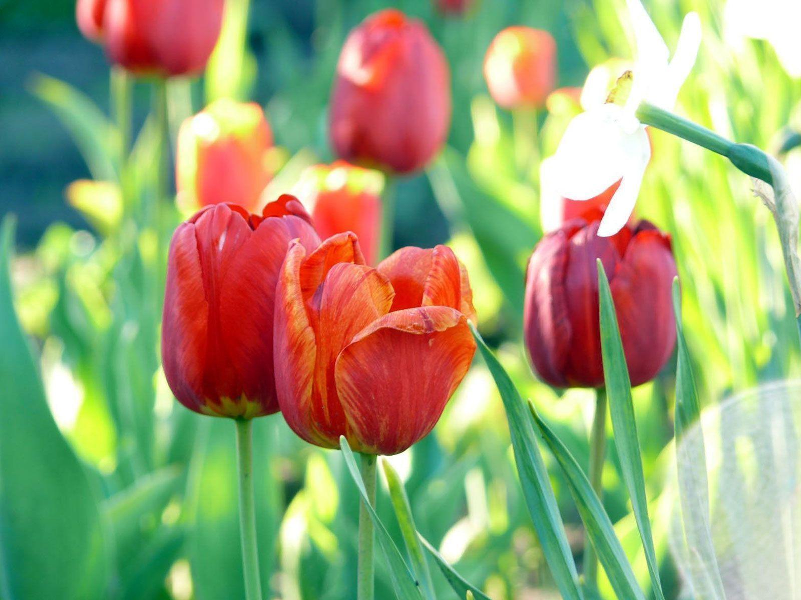 Is Summer Red Tulips Wallpaper In Resolution 1280x1024 Choose Your