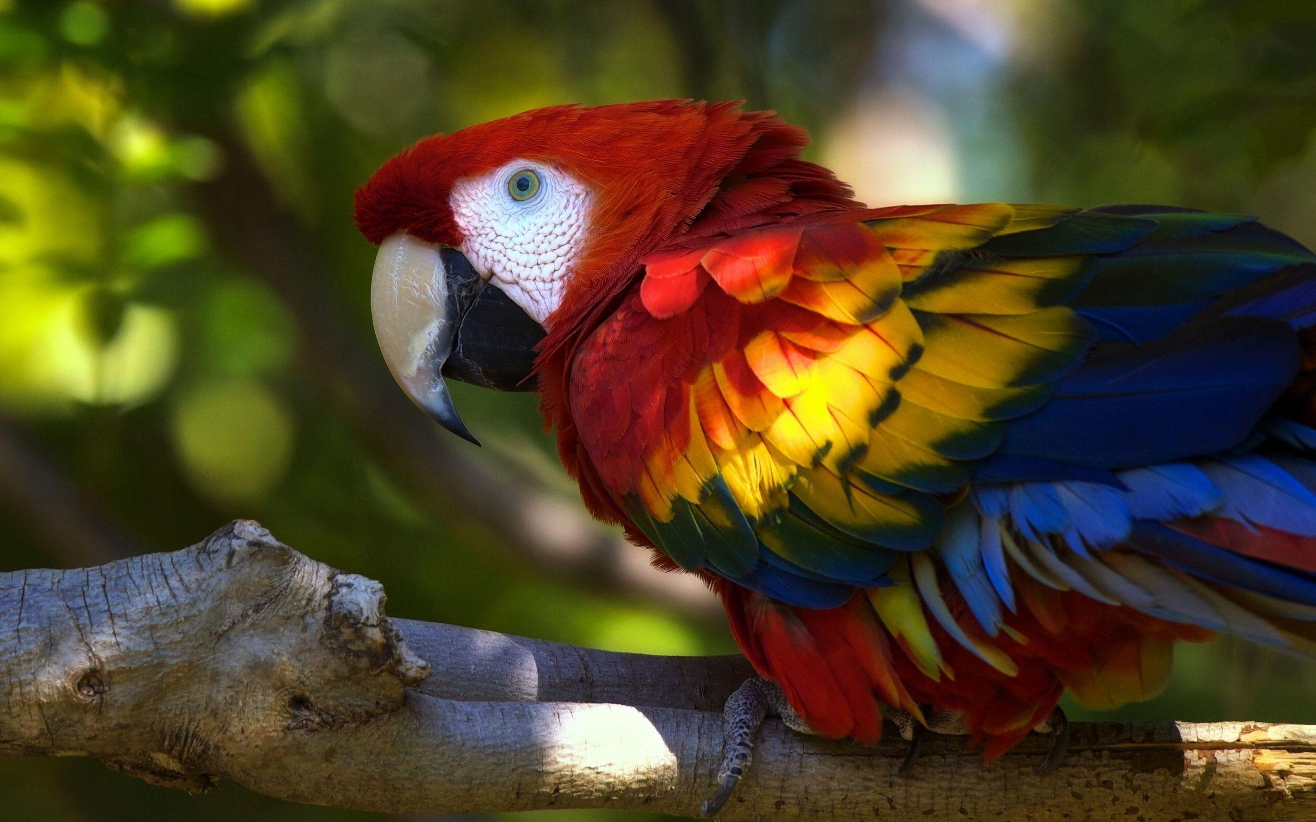 Cute macaw parrot Wallpaper