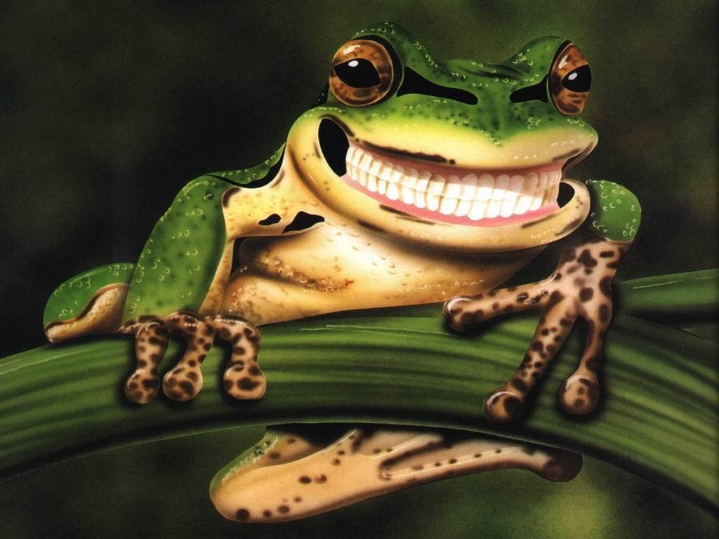 Funny Frog Wallpaper HD Wallpaper