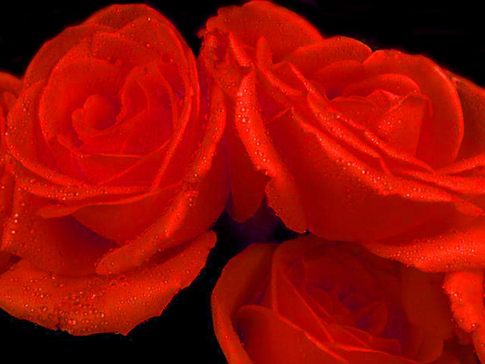 Beautifull Flowers 2011: red rose heart wallpaper