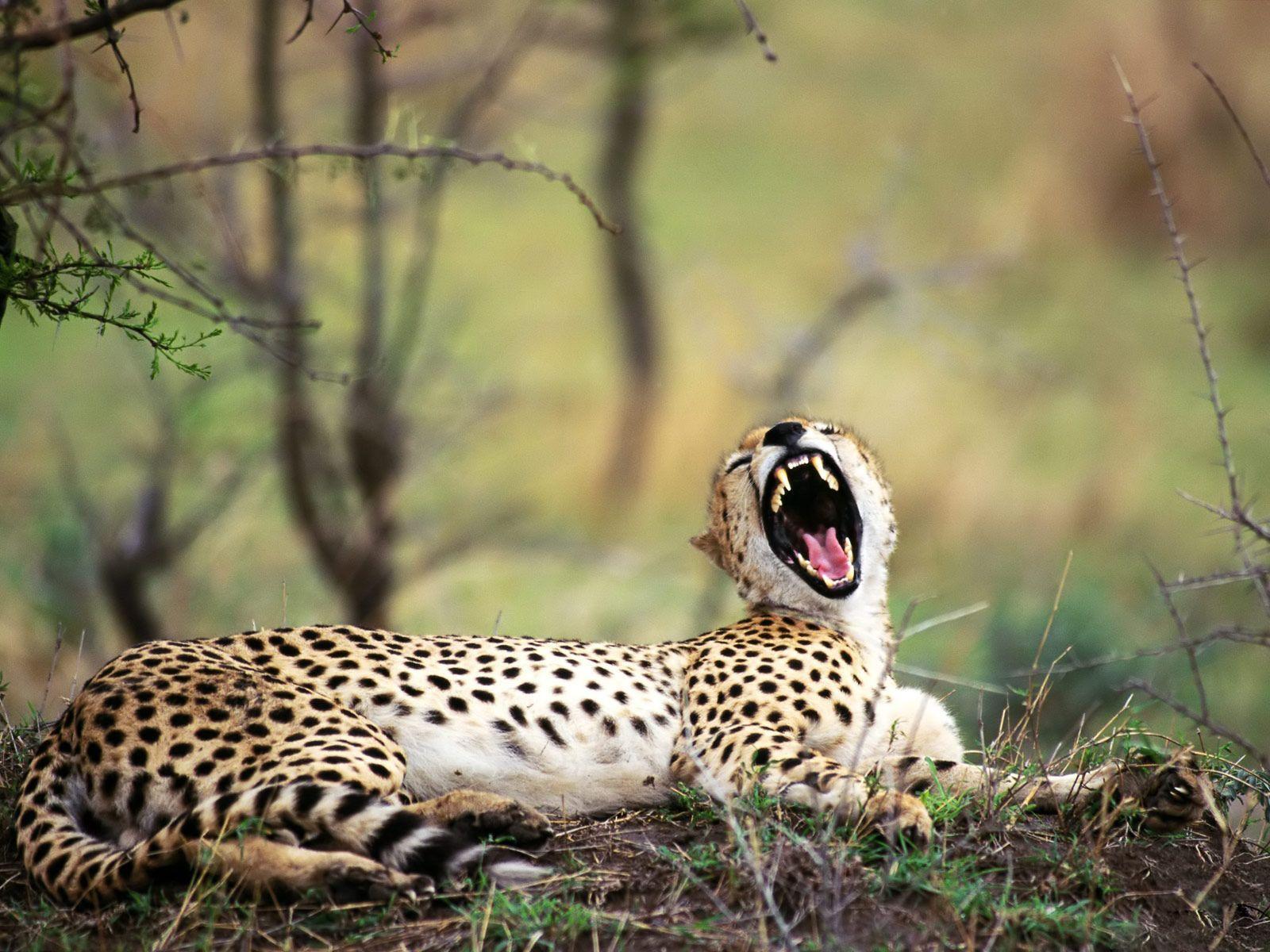 Desktop Wallpaper · Gallery · Animals · Roaring Cheetah. Free