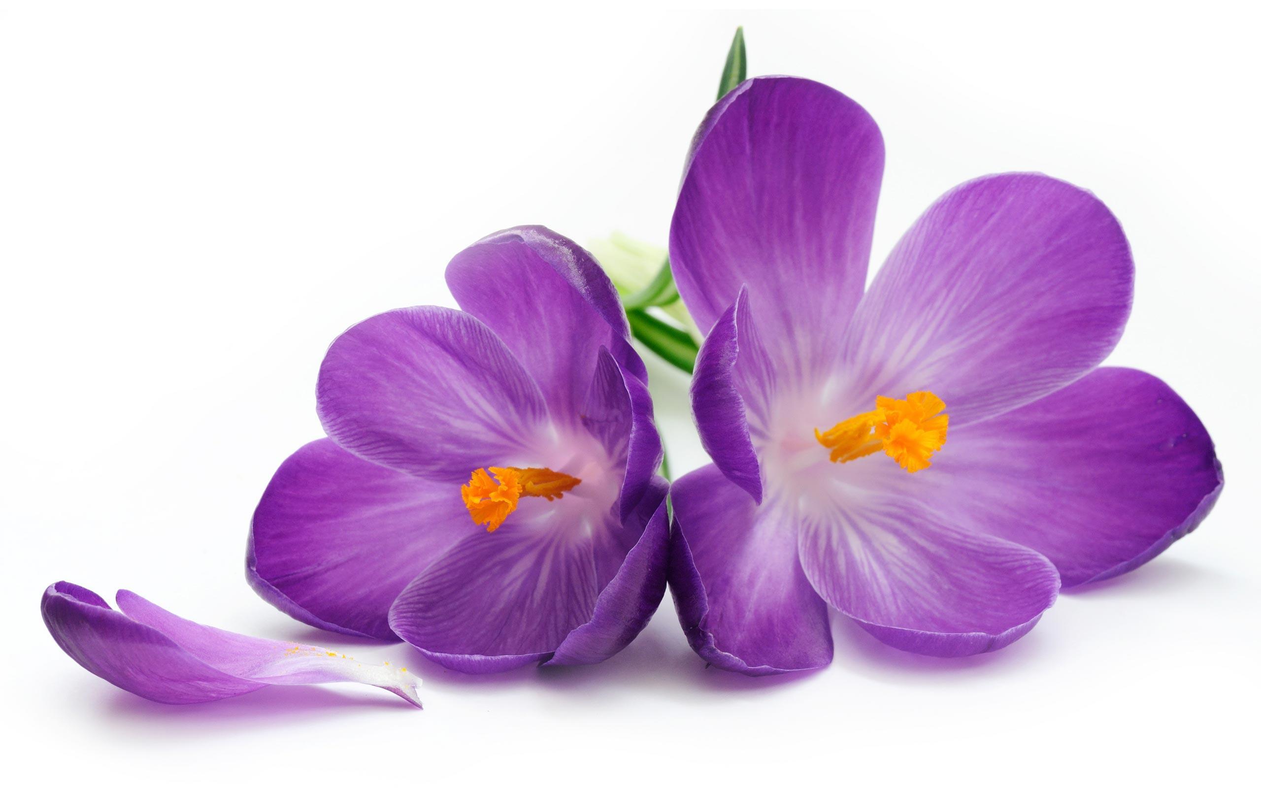wallpaper HD purple flowers 2015Linus Tankar