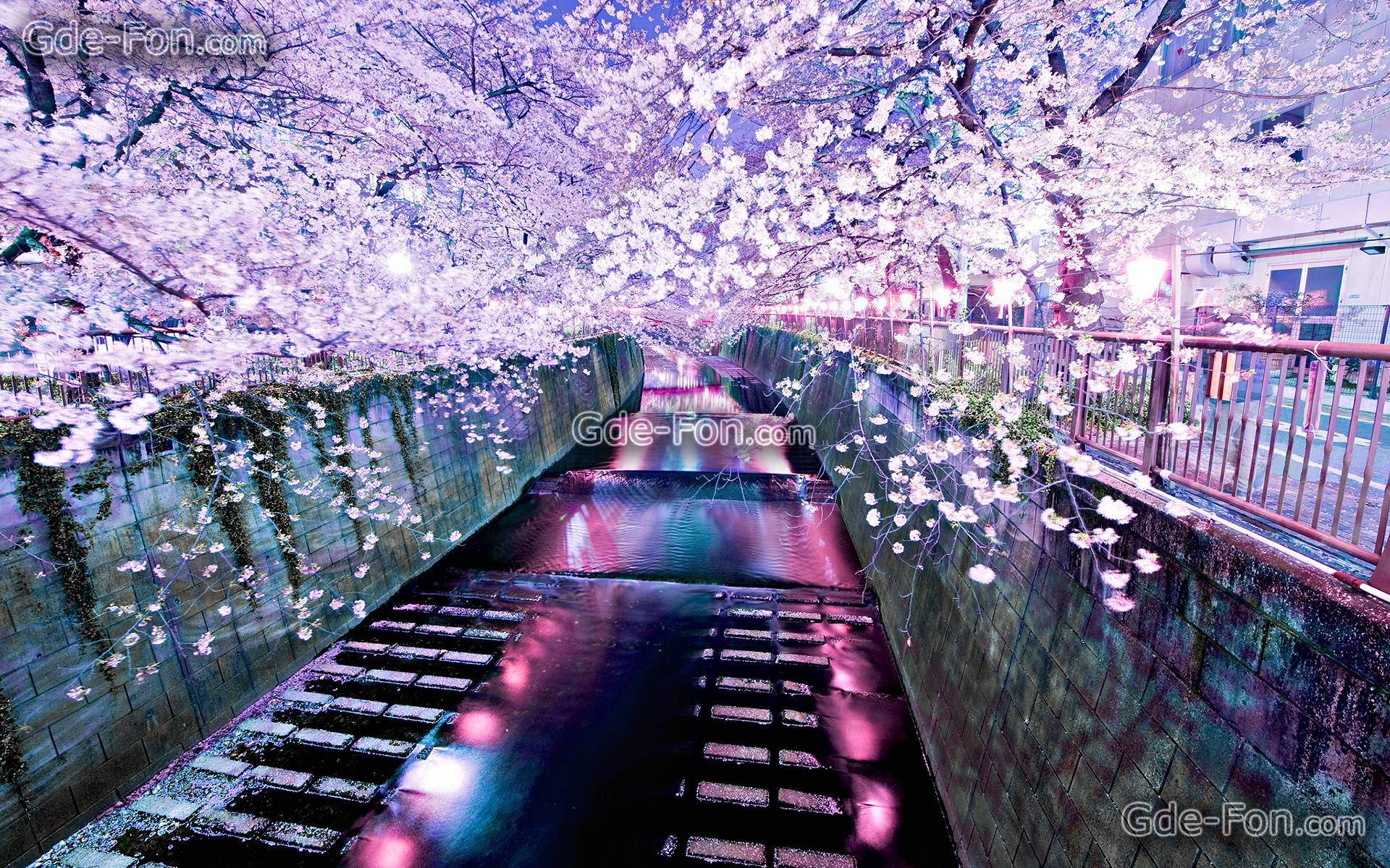 Download wallpaper sakura, river free desktop wallpaper in