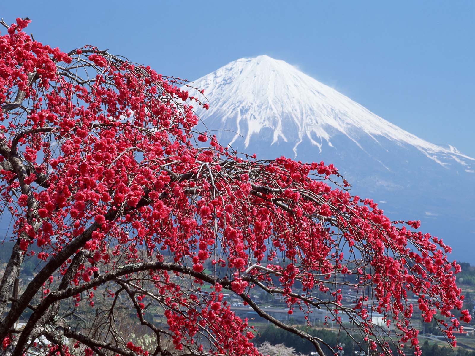 Beautiful Mount Fuji Wallpaper (29 Photo)
