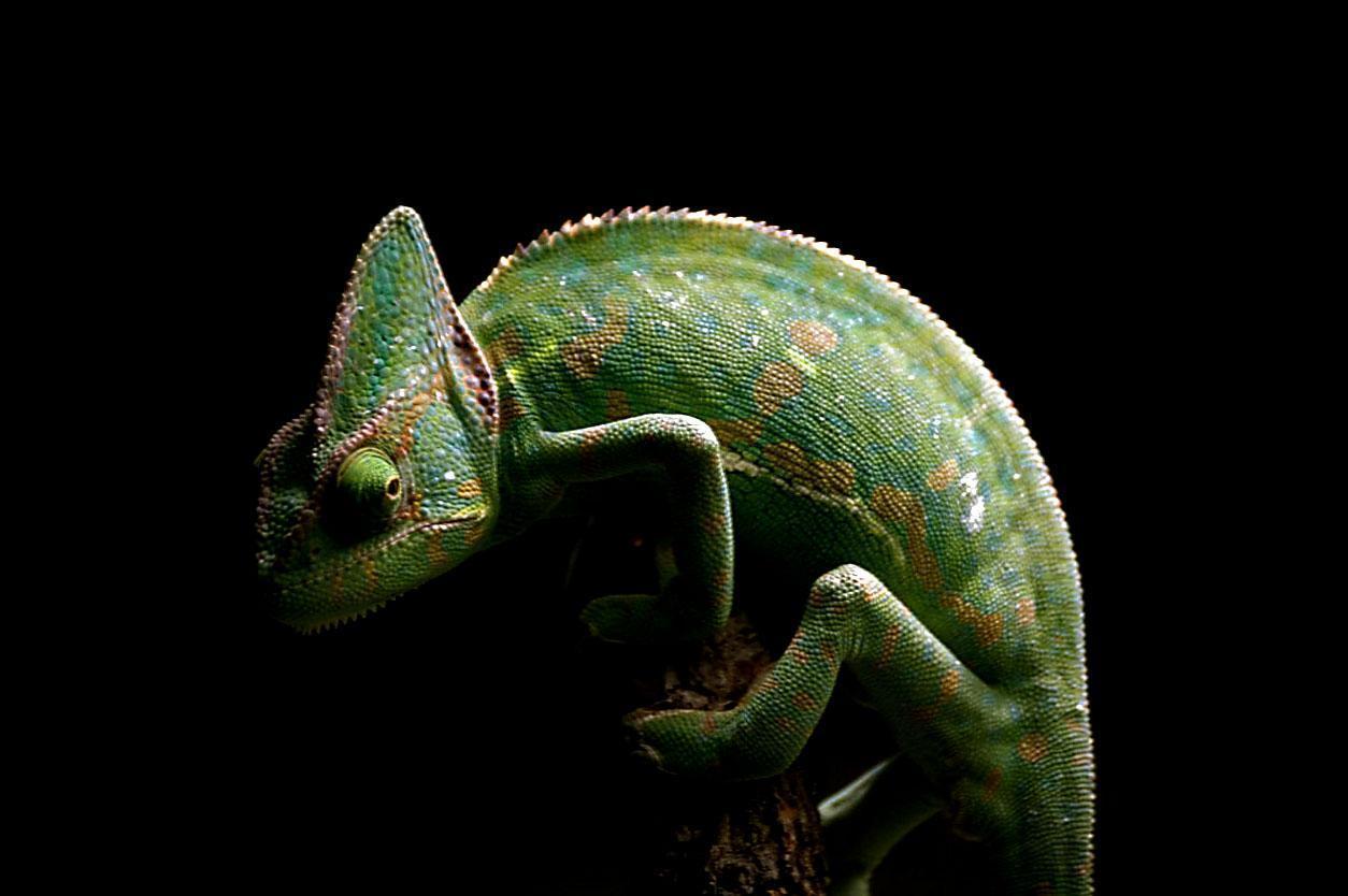 Free wallpaper Yemen chameleon