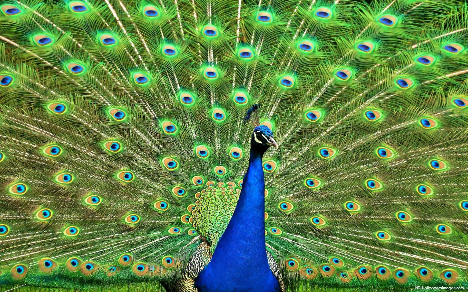 Peacock HD Wallpaper. HD Wallpaper Image