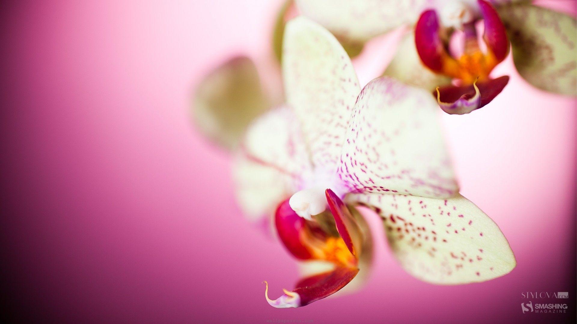 White Orchid HD Wallpaper Wallpaper Inn