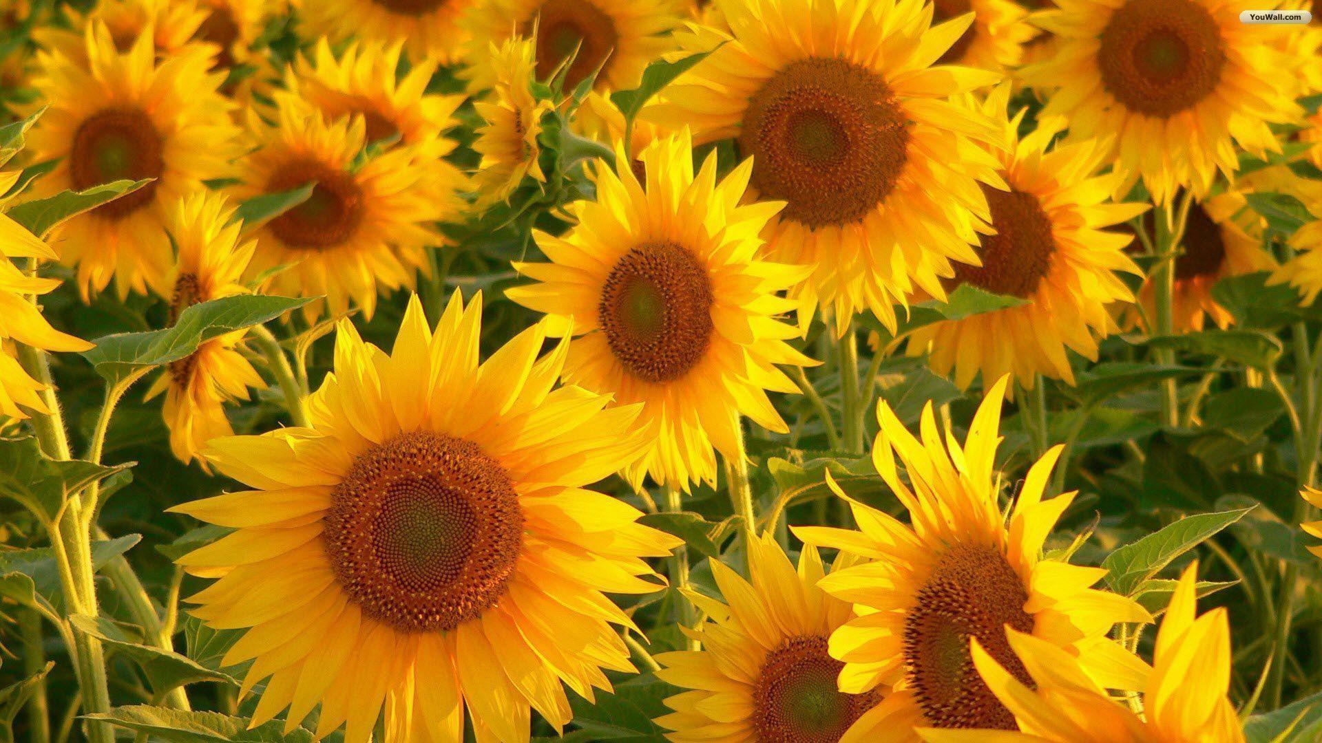 Flowers For > 3D Sunflower Wallpaper For Desktop