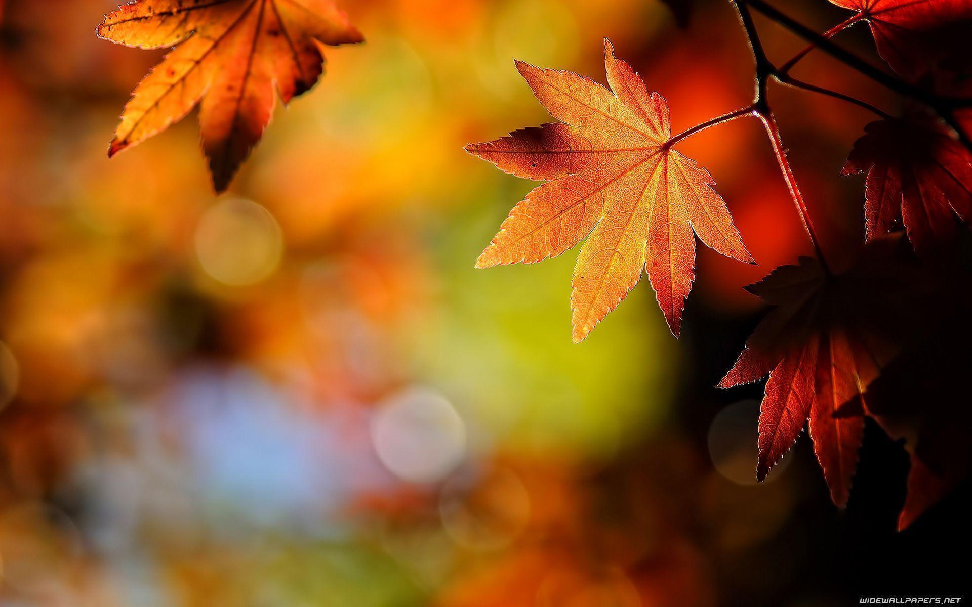 Wallpaper For > Autumn Leaves Background Music