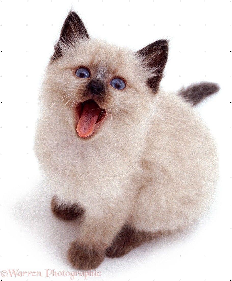 Siamese Kittens. Angora Cat