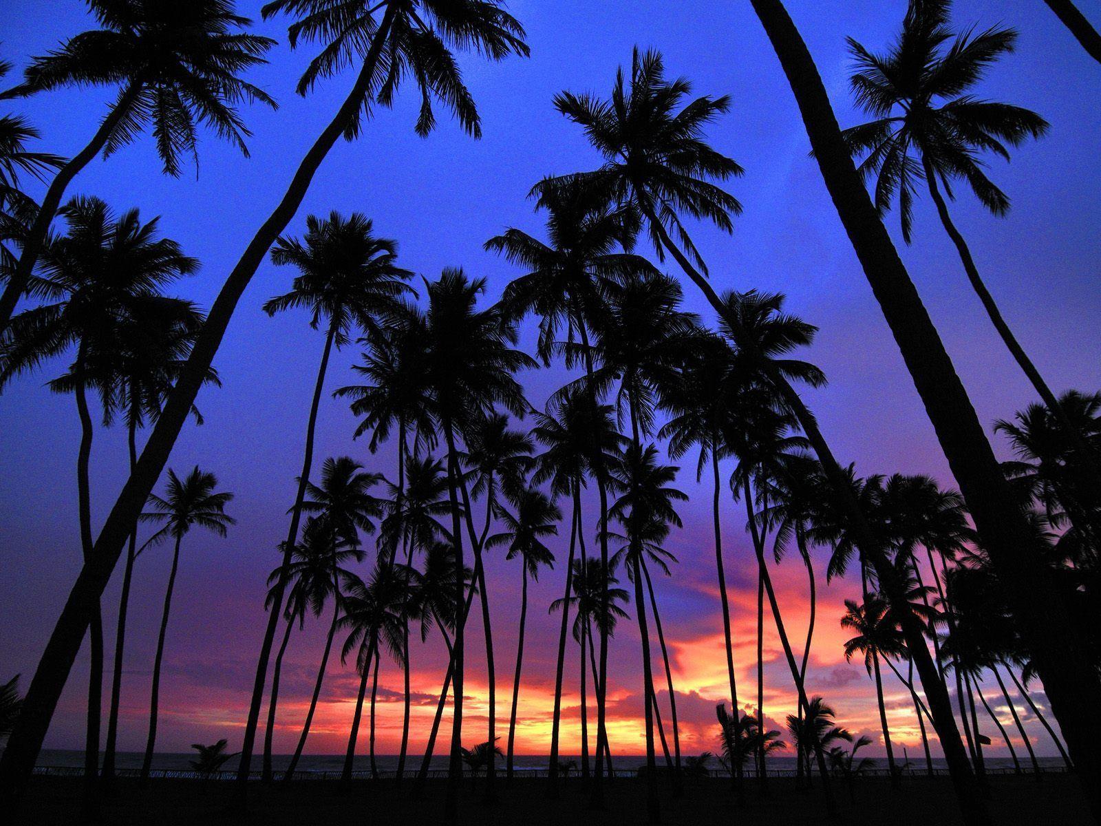 Palm Trees Image