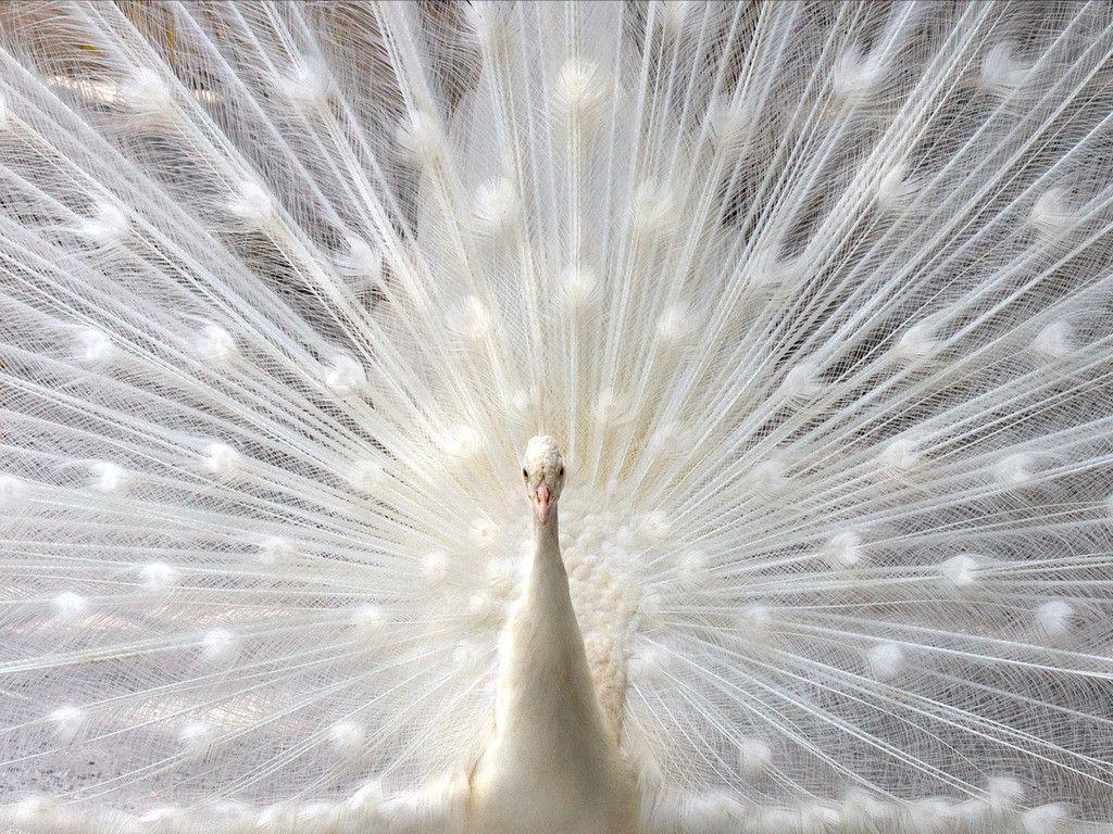 white peacock wallpaper 10 - Image And Wallpaper free to