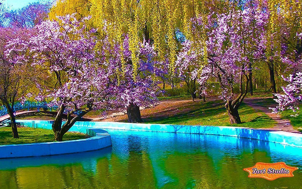 Spring Park Sakura Blossoms screensaver & animated desktop