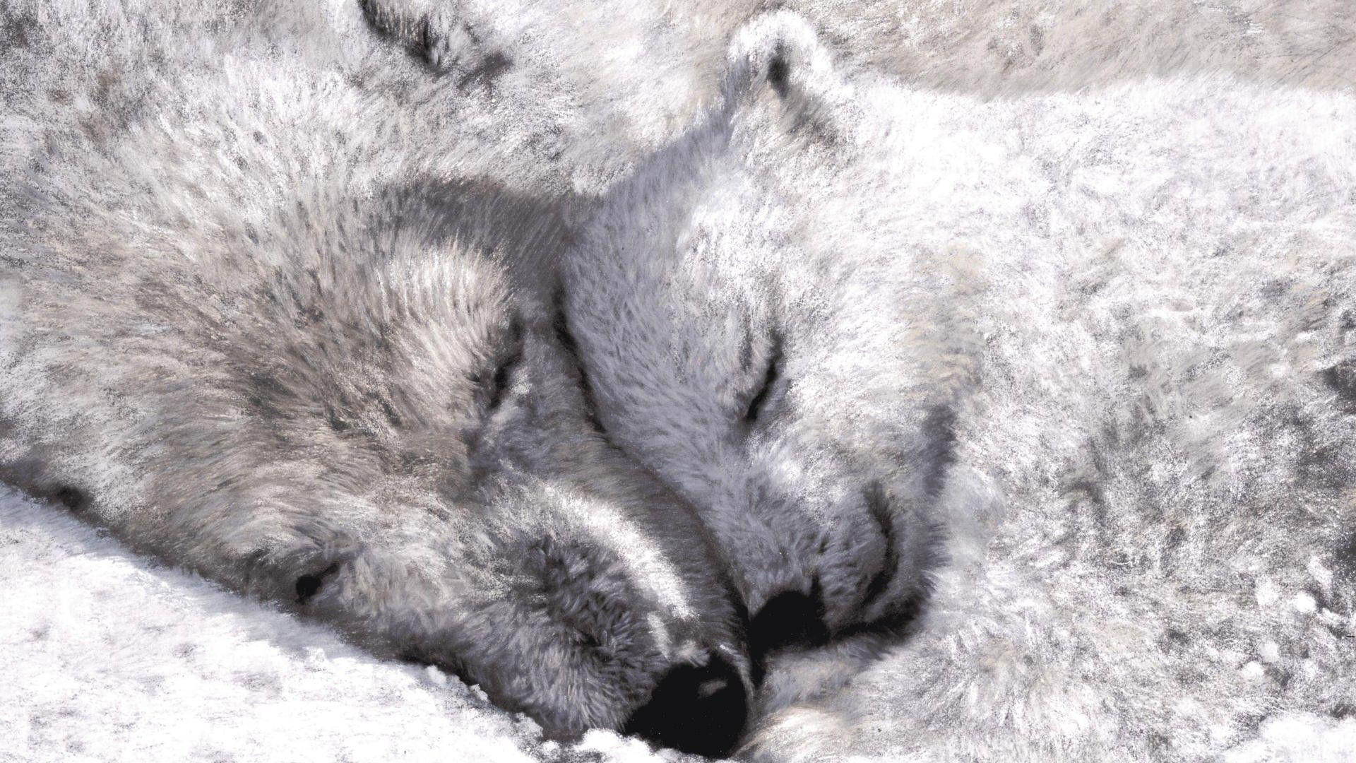 image For > Baby Polar Bear Wallpaper