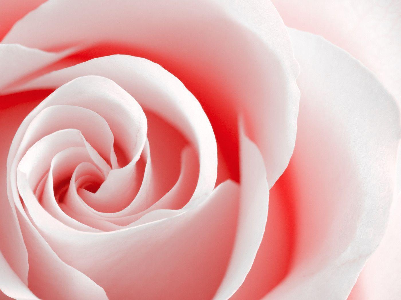 Pink Rose Macro desktop wallpaper