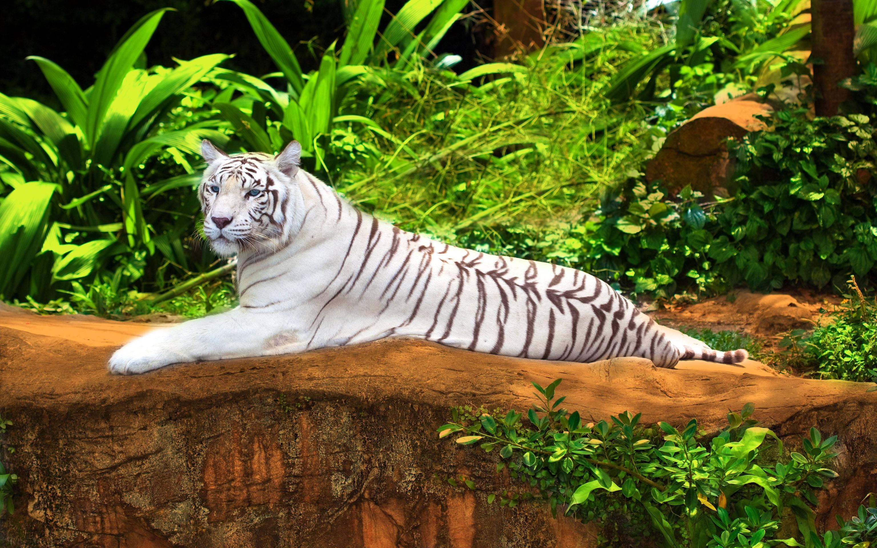 White Bengal Tiger In Gefangenschaft. Computer Wallpaper HD