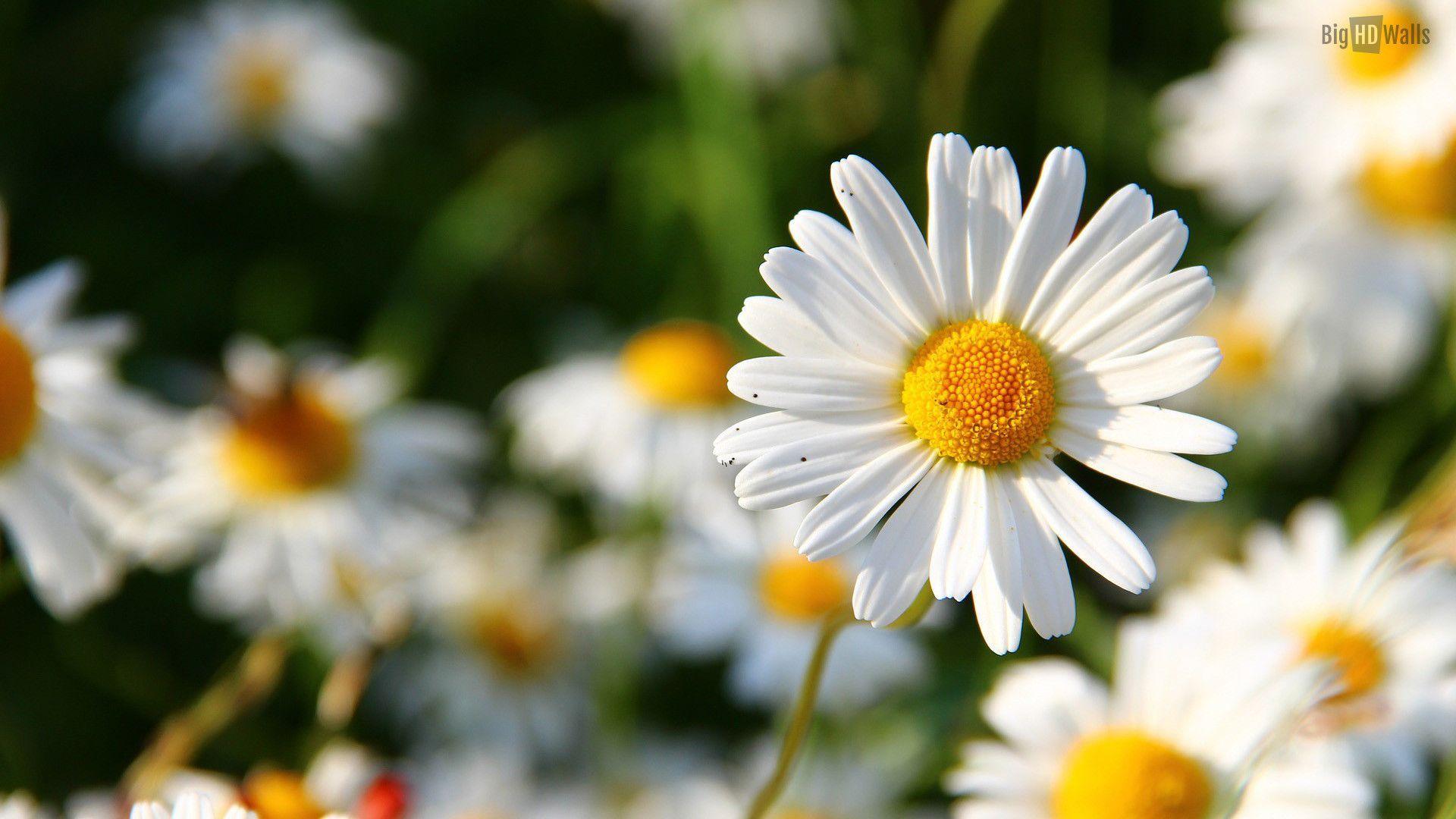 Daisy flower HD desktop background