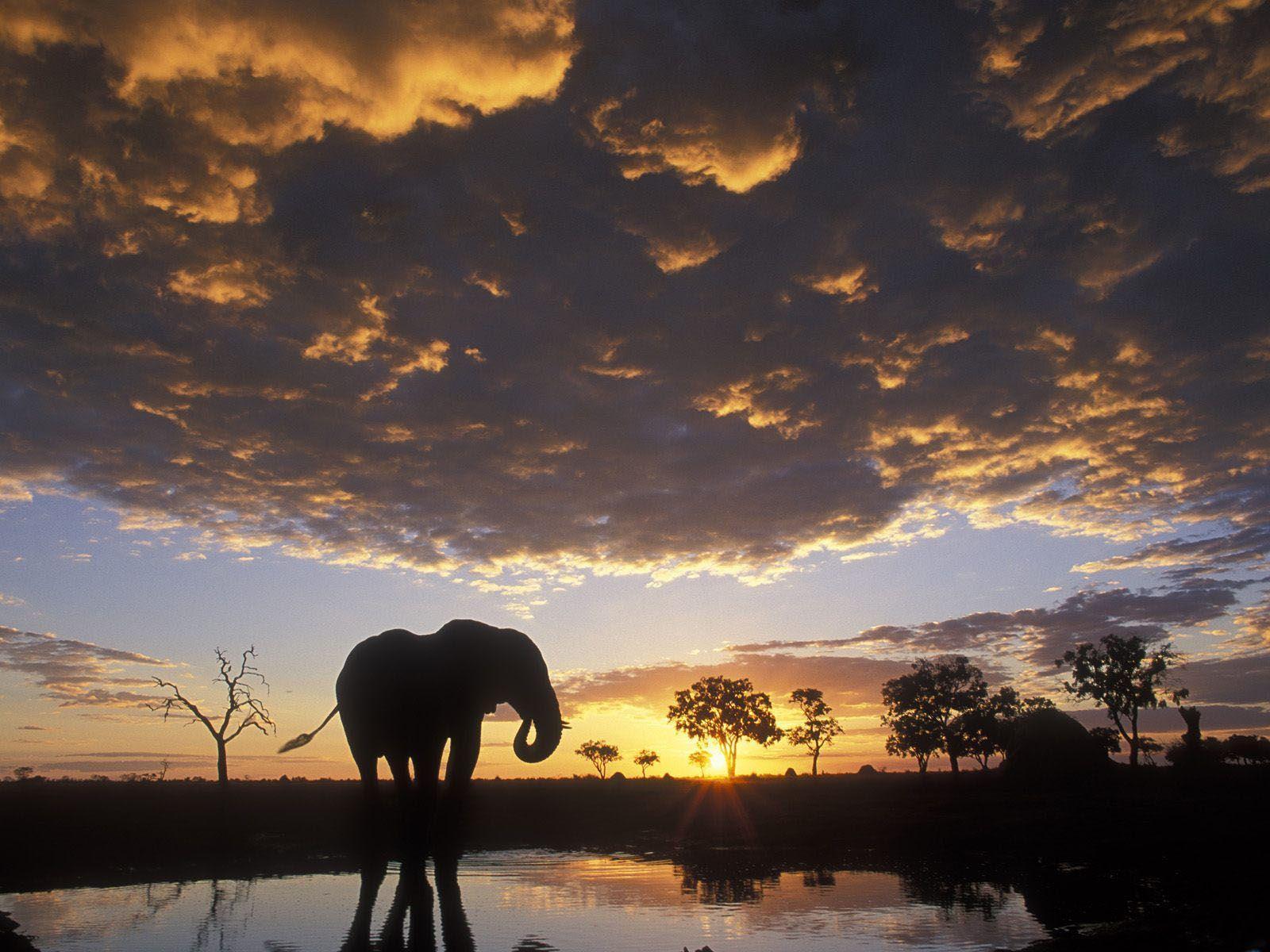 African Elephant Widescreen Wallpaper Wallpaper Inn