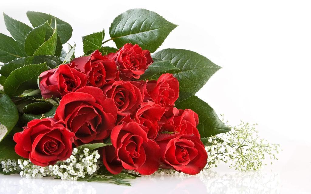 Most Beautiful Rose Flower Wallpaper HD