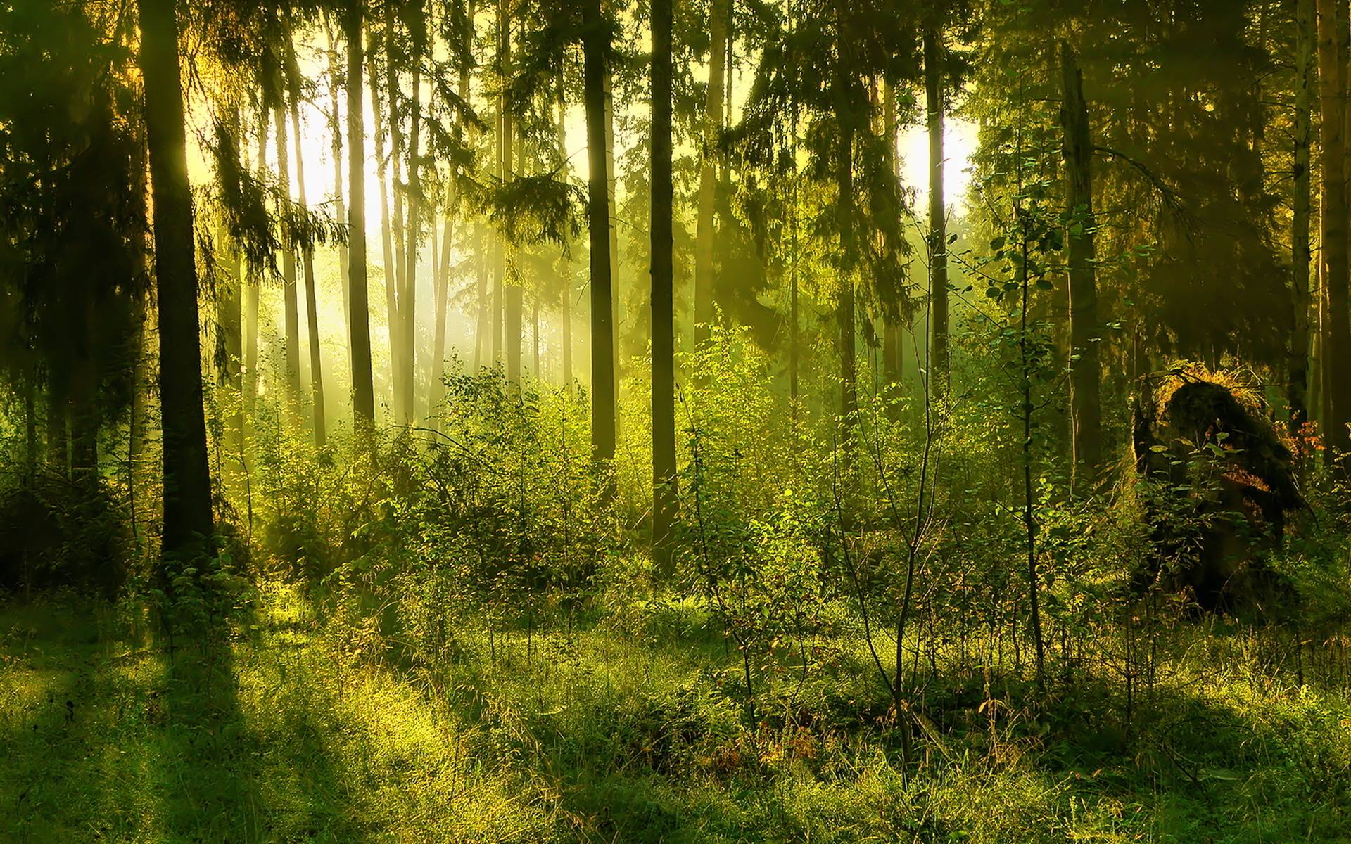 Large Forest Background Wallpaper. Green HD Wallpaper