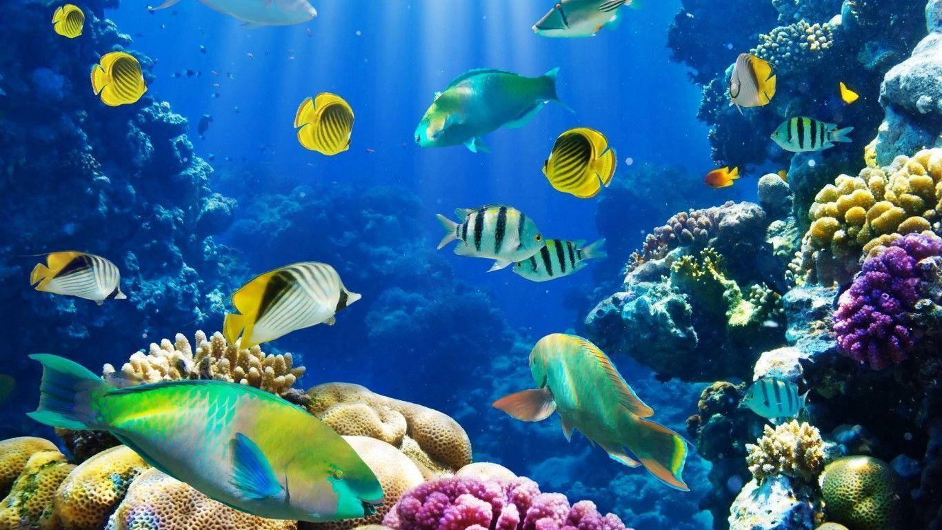 Free Download nature fish coral reef exotic HD 1920x1080 pixel
