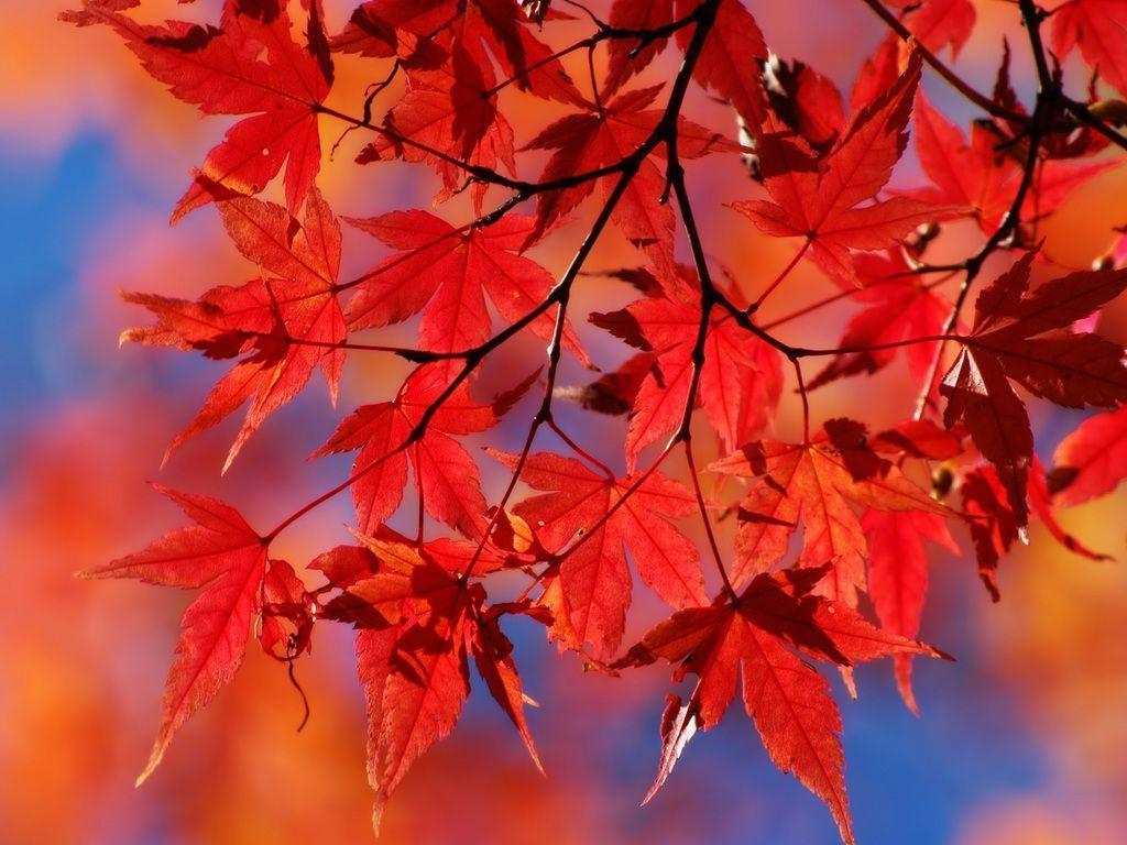 Red Leaves Wallpaper and Picture Items