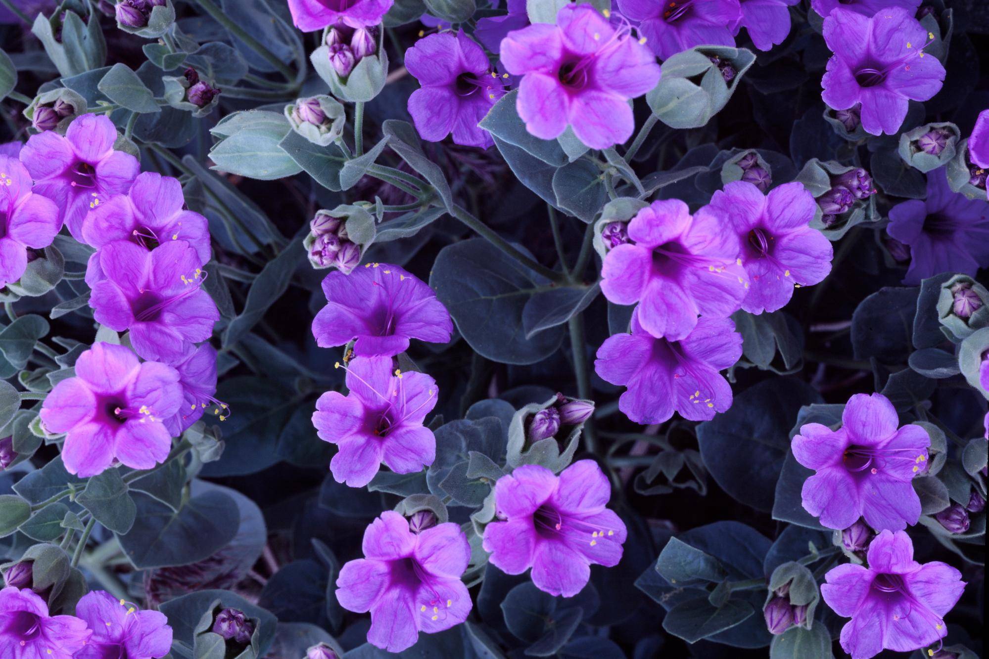 purple cute flowers wallpaper and purple Wallpaper