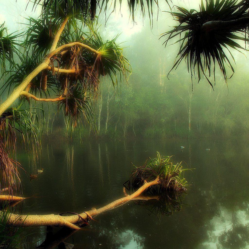 Rainforest Background, Rainforest iPad Wallpaper Download Free