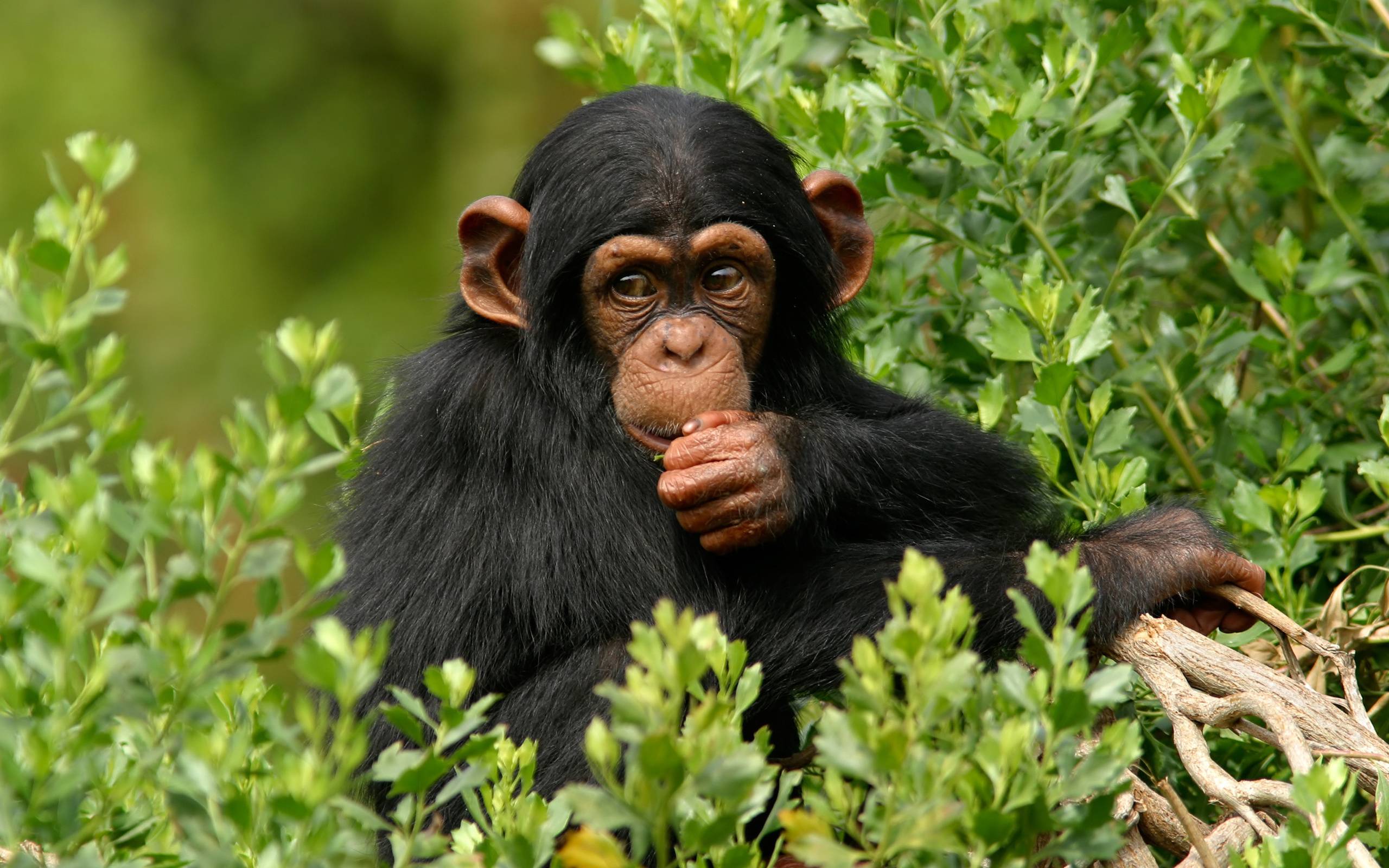 Download wallpaper Monkey, chimpanzee, branch free desktop