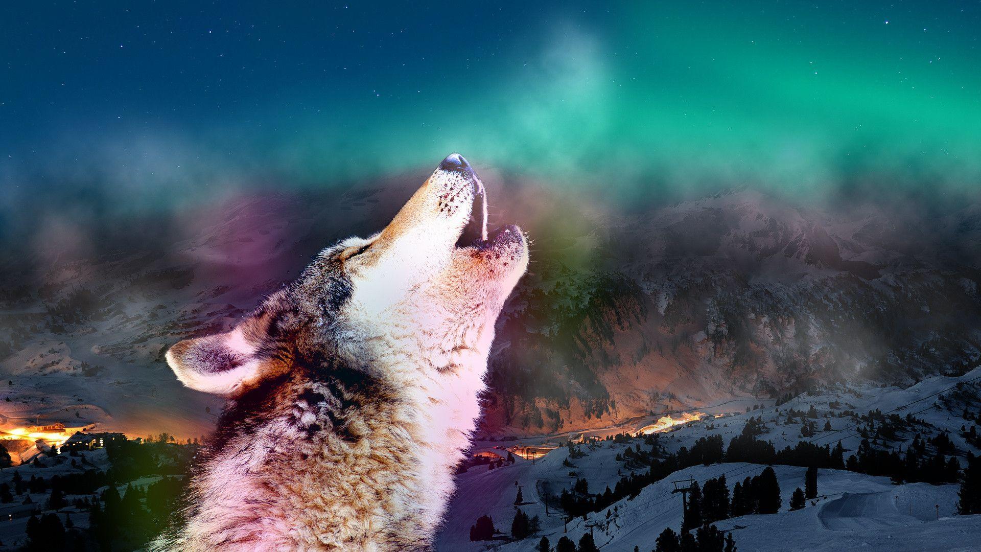 Wallpaper For > Wolf Howling Wallpaper HD