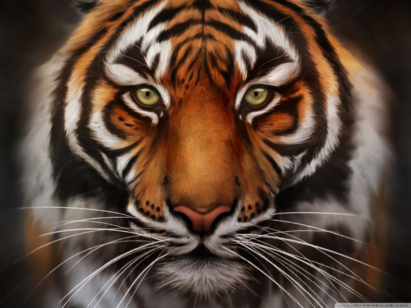 Tiger face wallpaper HD