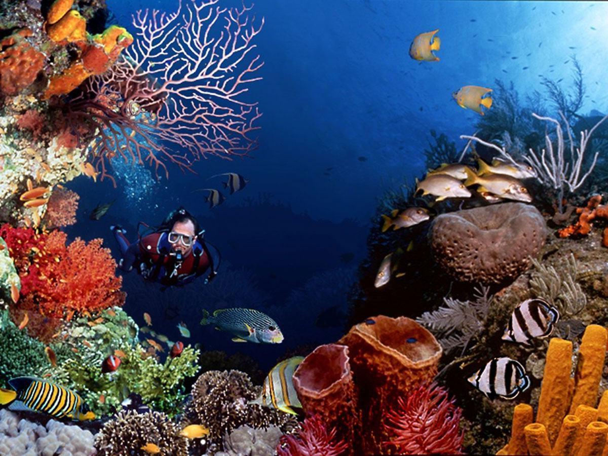 Underwater Scuba Diving HD Wallpaper & Background 1200x900