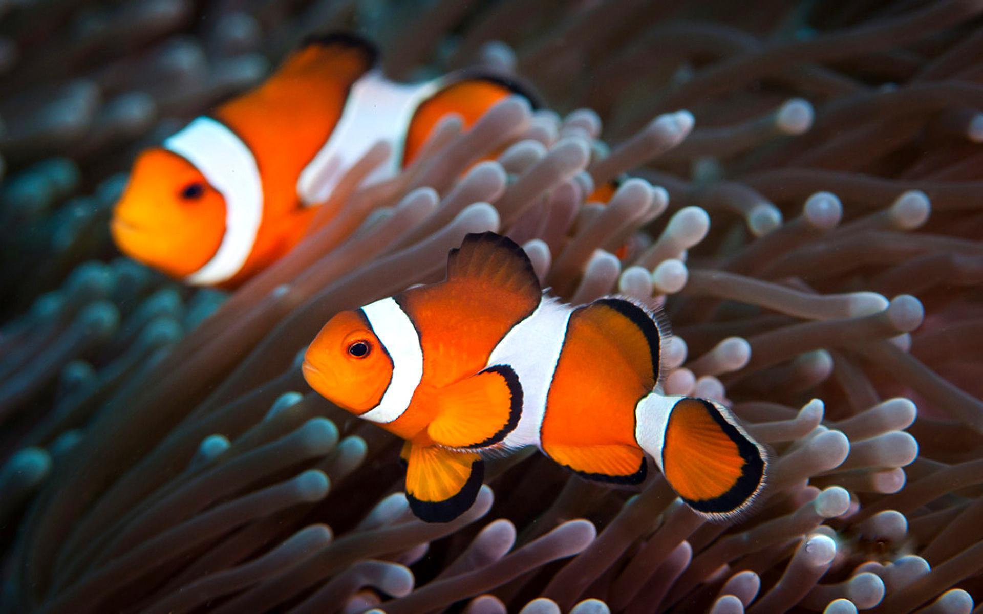 Clown Fish Wallpaper